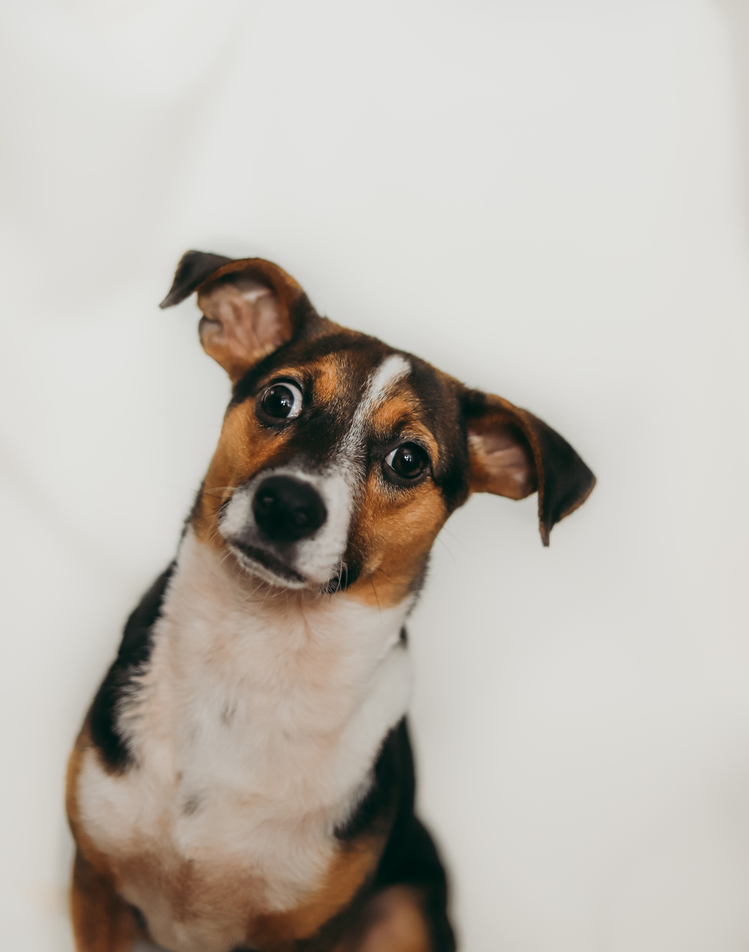 Для приюта (уже дома). Фотограф Москва и Санкт-Петербург