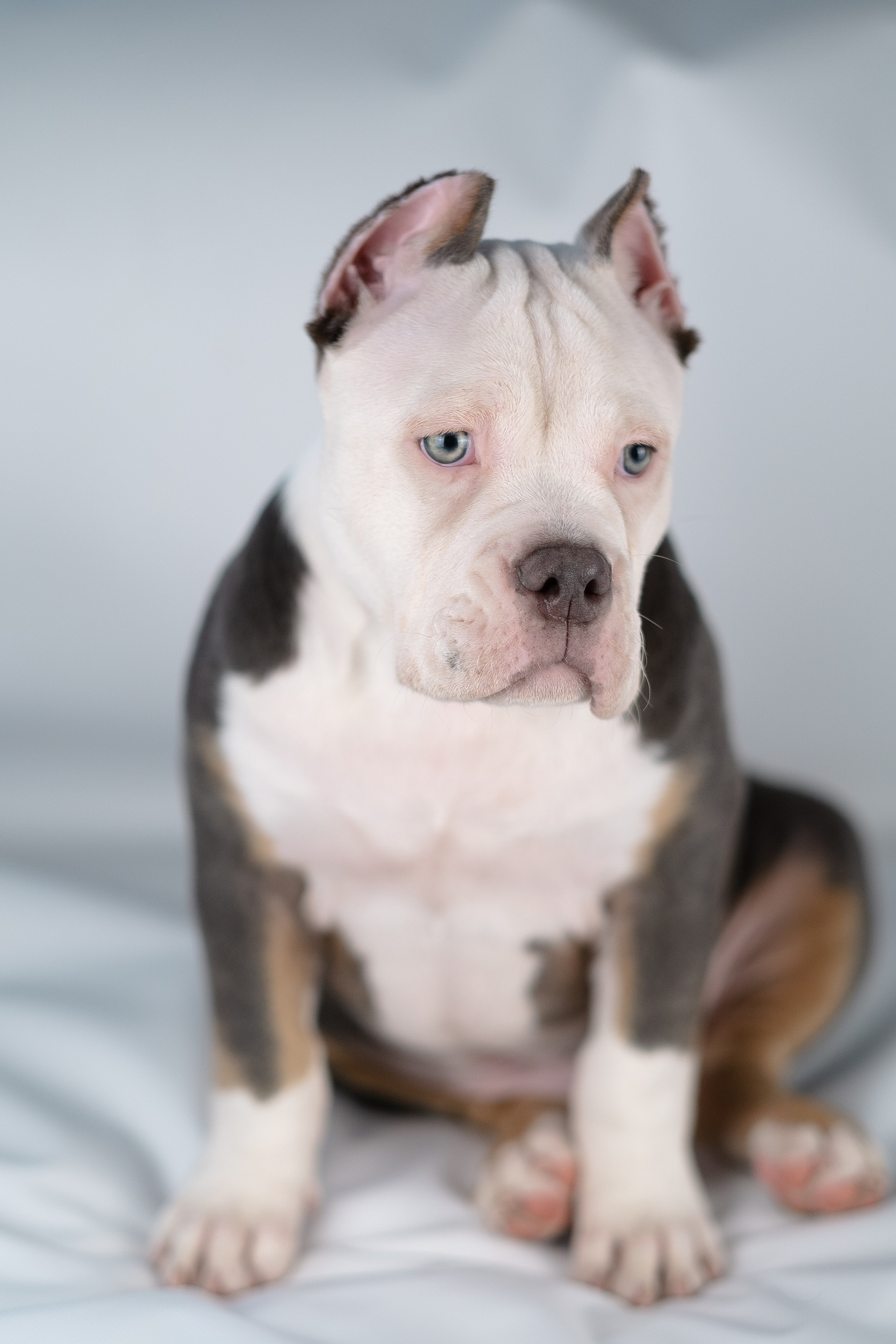 Зевс. Фотограф и видеограф анималист Аганина Дарья