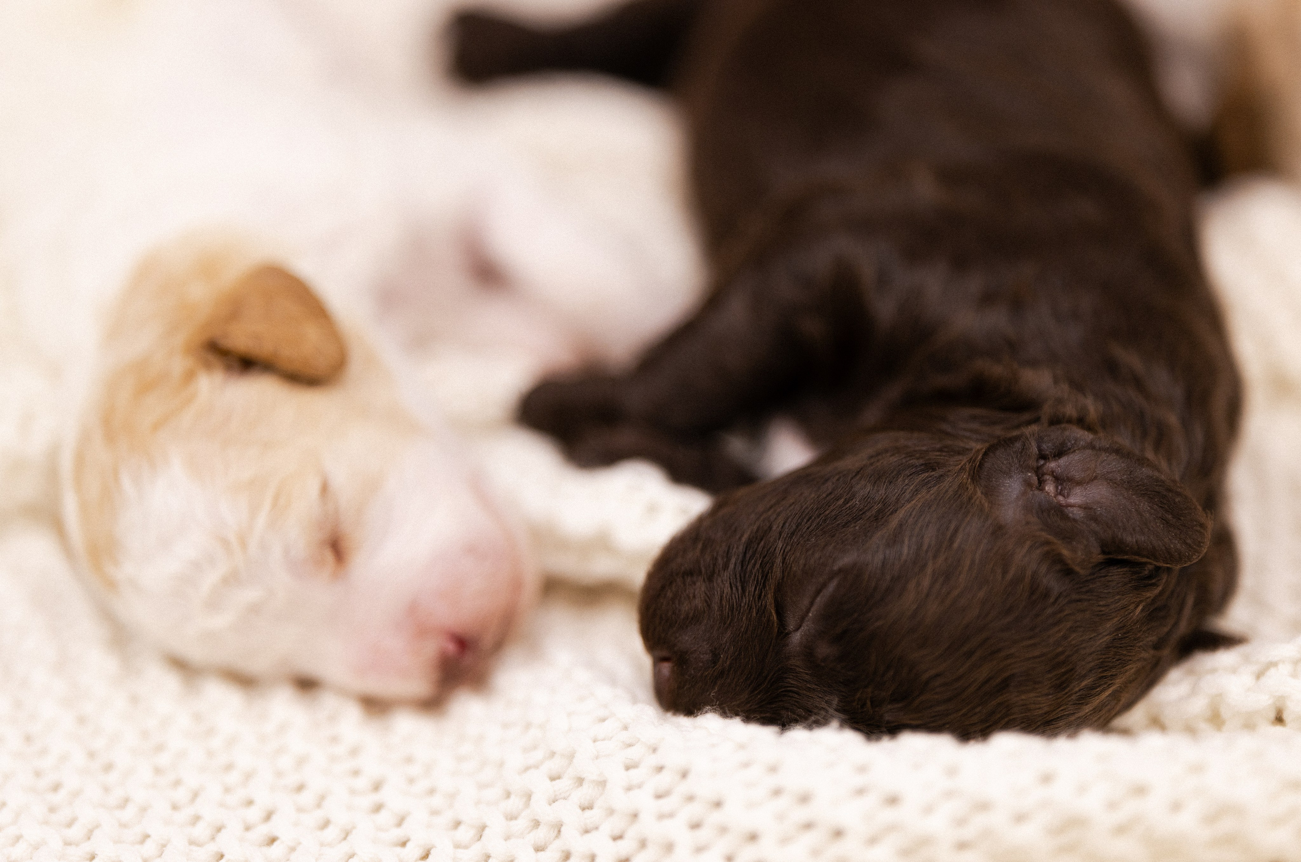 Лаготто Романьоло. Фотограф и видеограф анималист Аганина Дарья