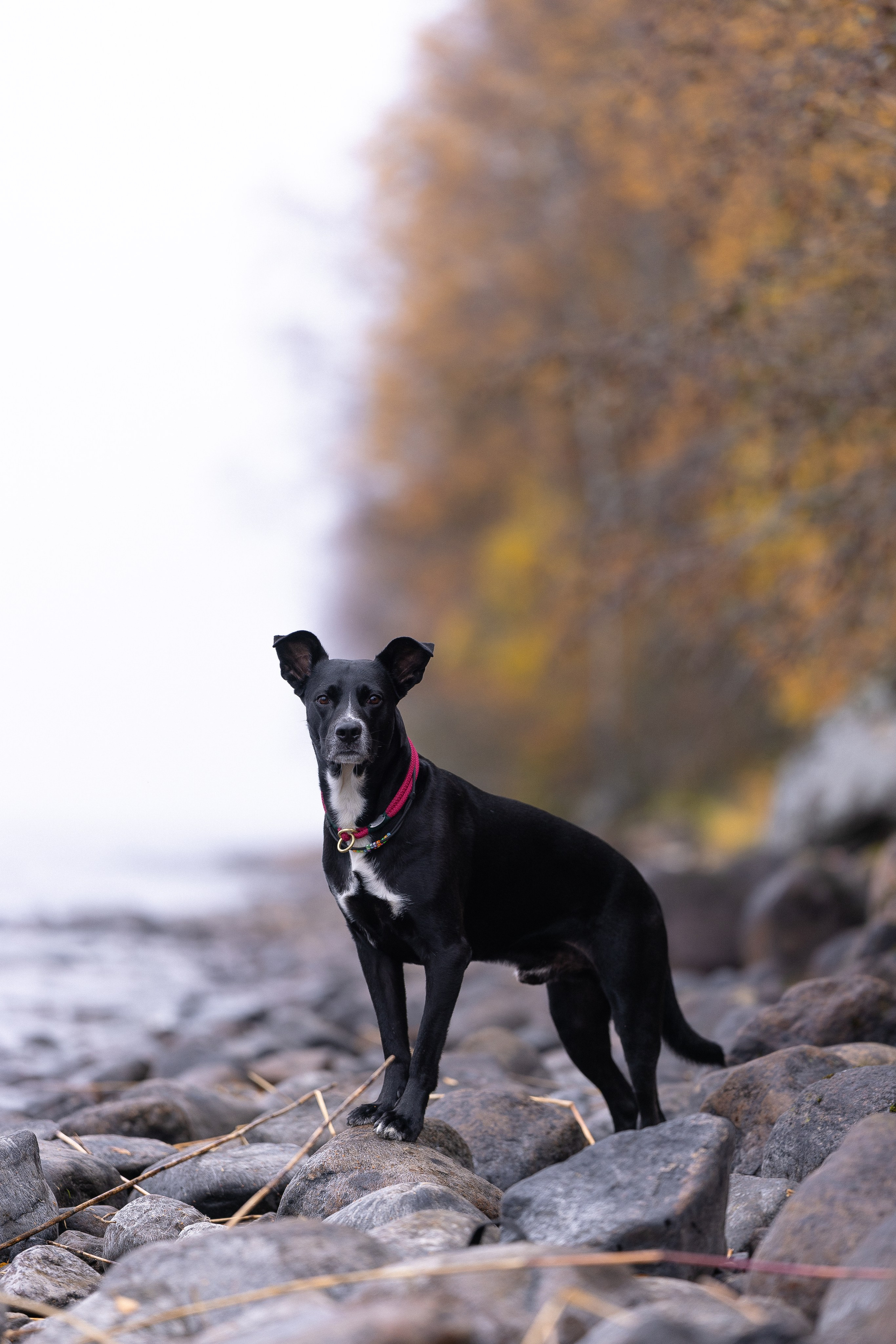 Karelia. Фотограф и видеограф анималист Аганина Дарья