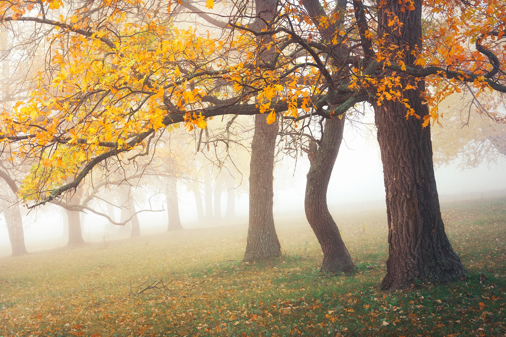 Лето, лес, деревья…. Пейзажный фотограф Руслан Лукманов