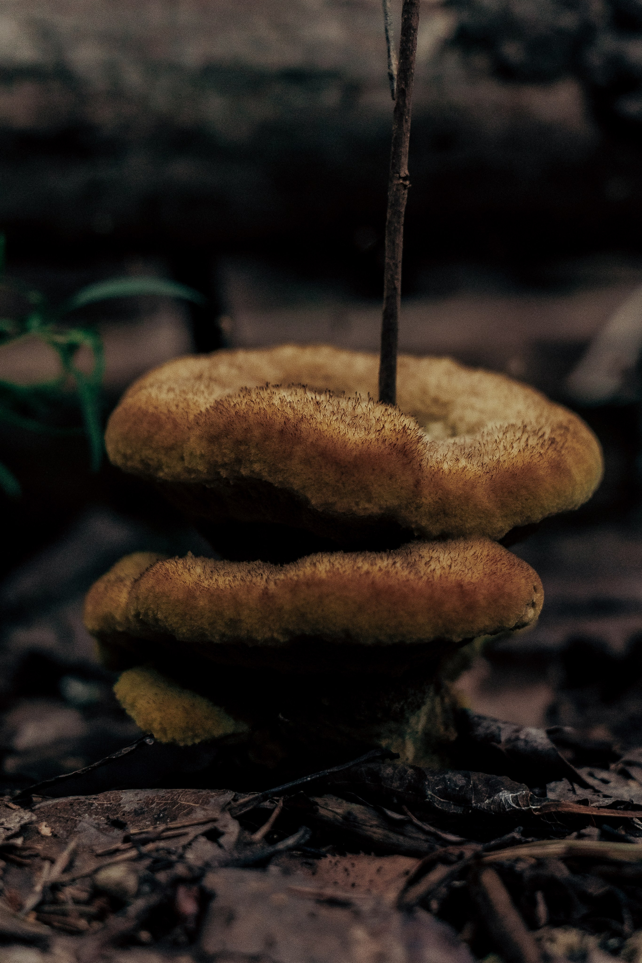 Фотосессия в лесу. Профессиональный фотограф в Санкт-Петербурге Александр Волосенцев