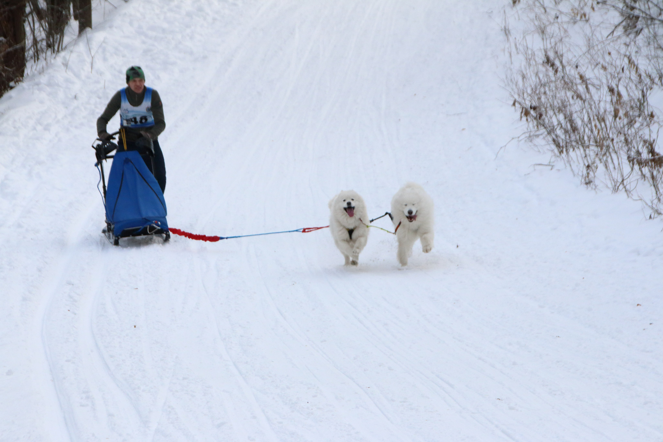 06.01.2020 Рождественские гонки на собаках. Фотообъединение Самарского областного отделения Союза журналистов России