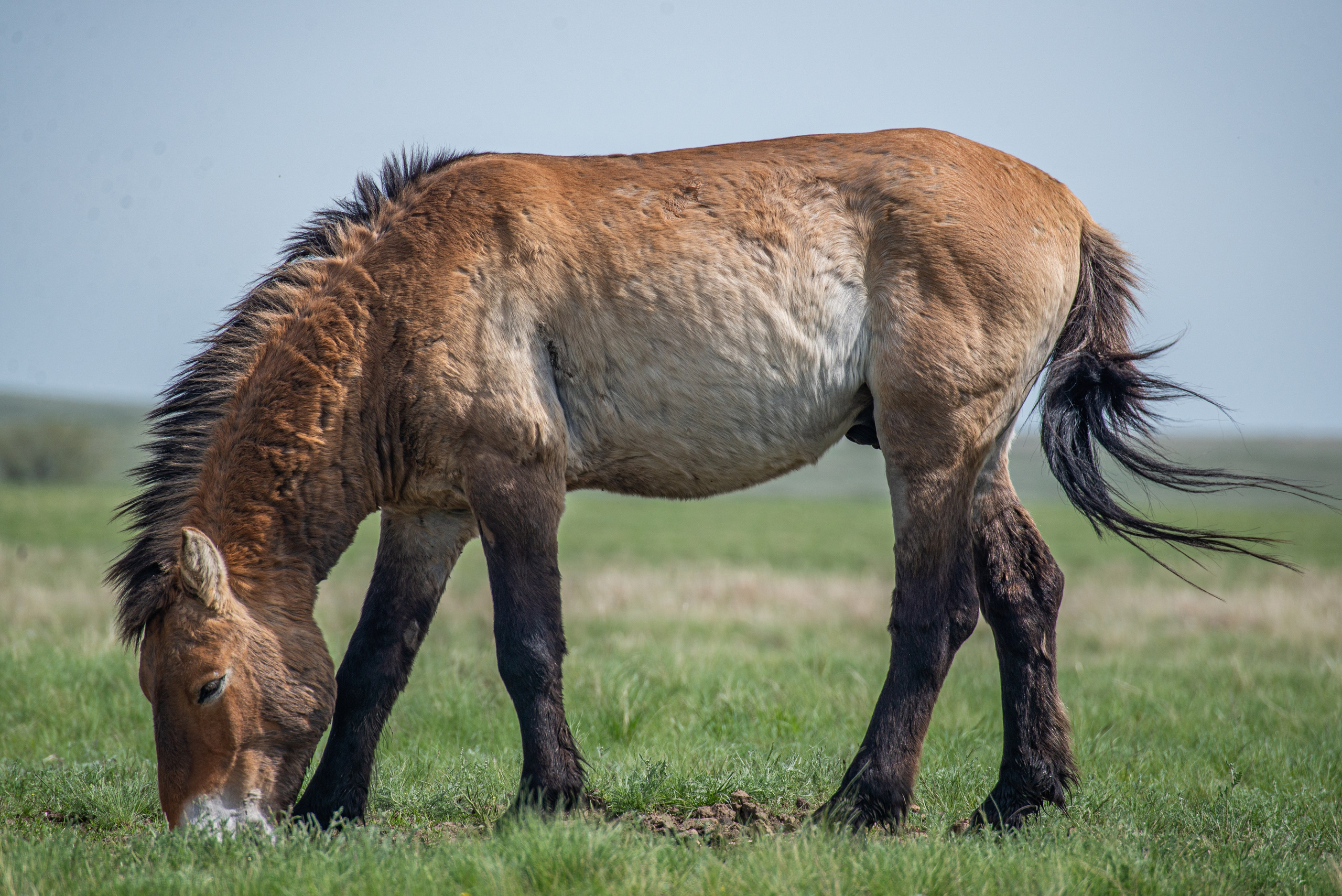 Заповедник «Оренбургский», предуральская степь. Фотообъединение Самарского областного отделения Союза журналистов России