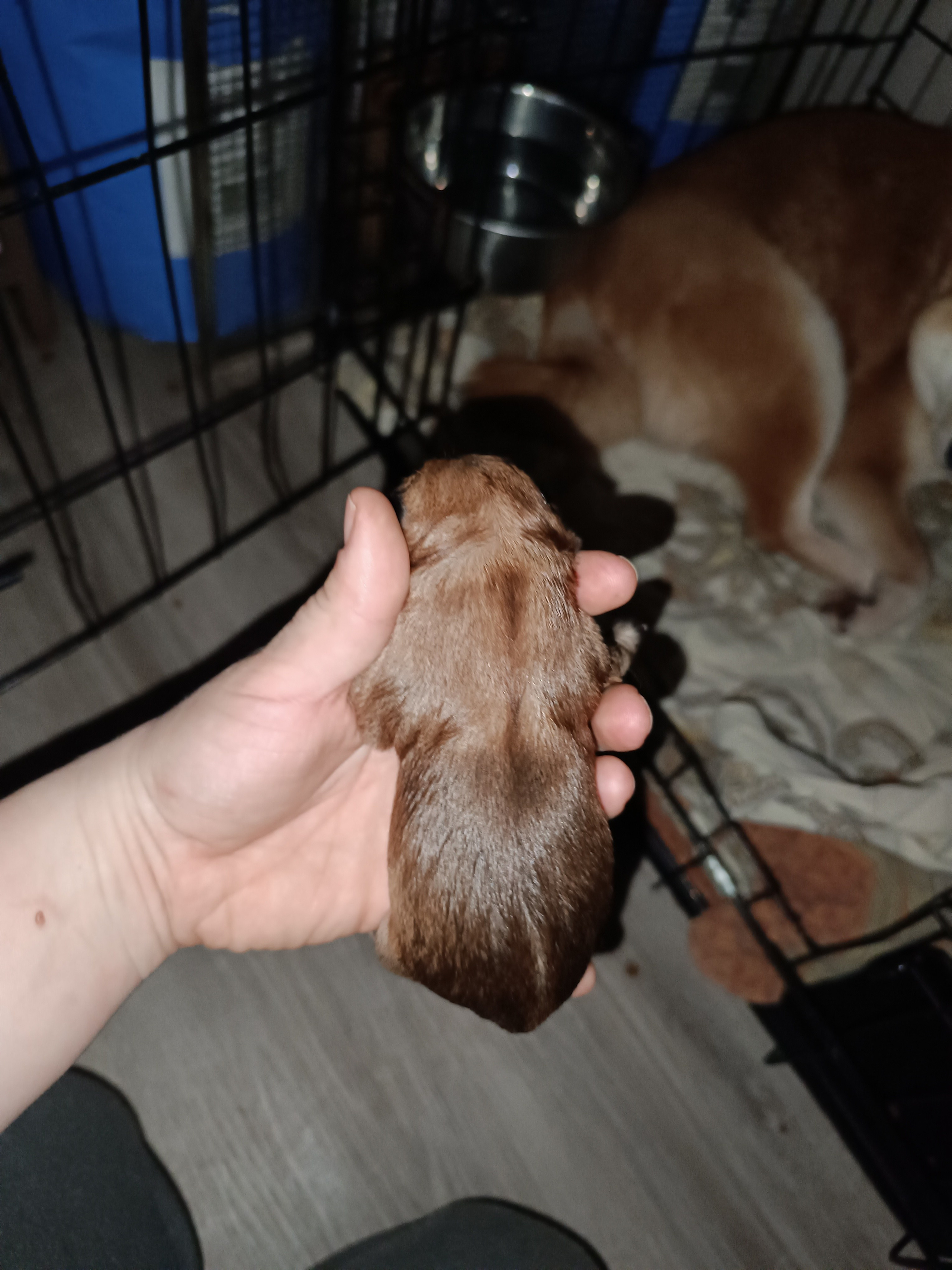 Сиба Rubylight Germes питомник Рубилайт