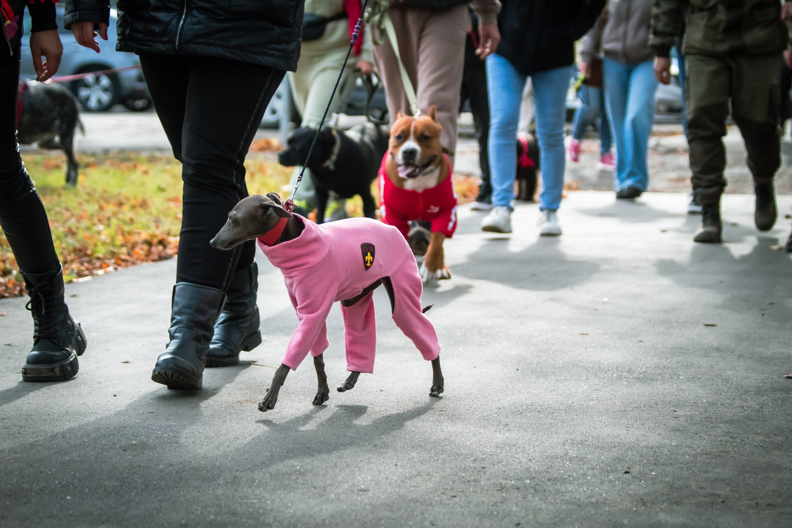 Костюмированный парад собак. Фотограф анималист — Тула, Москва
