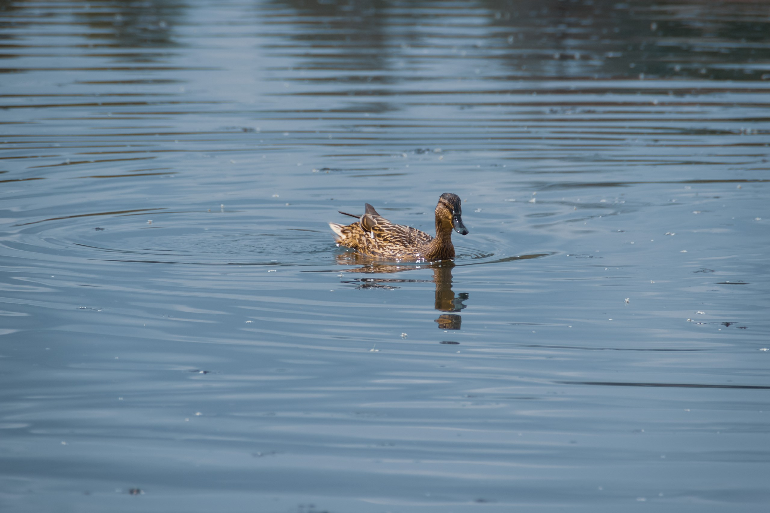 О Верности. Аmat Victoria Сuram