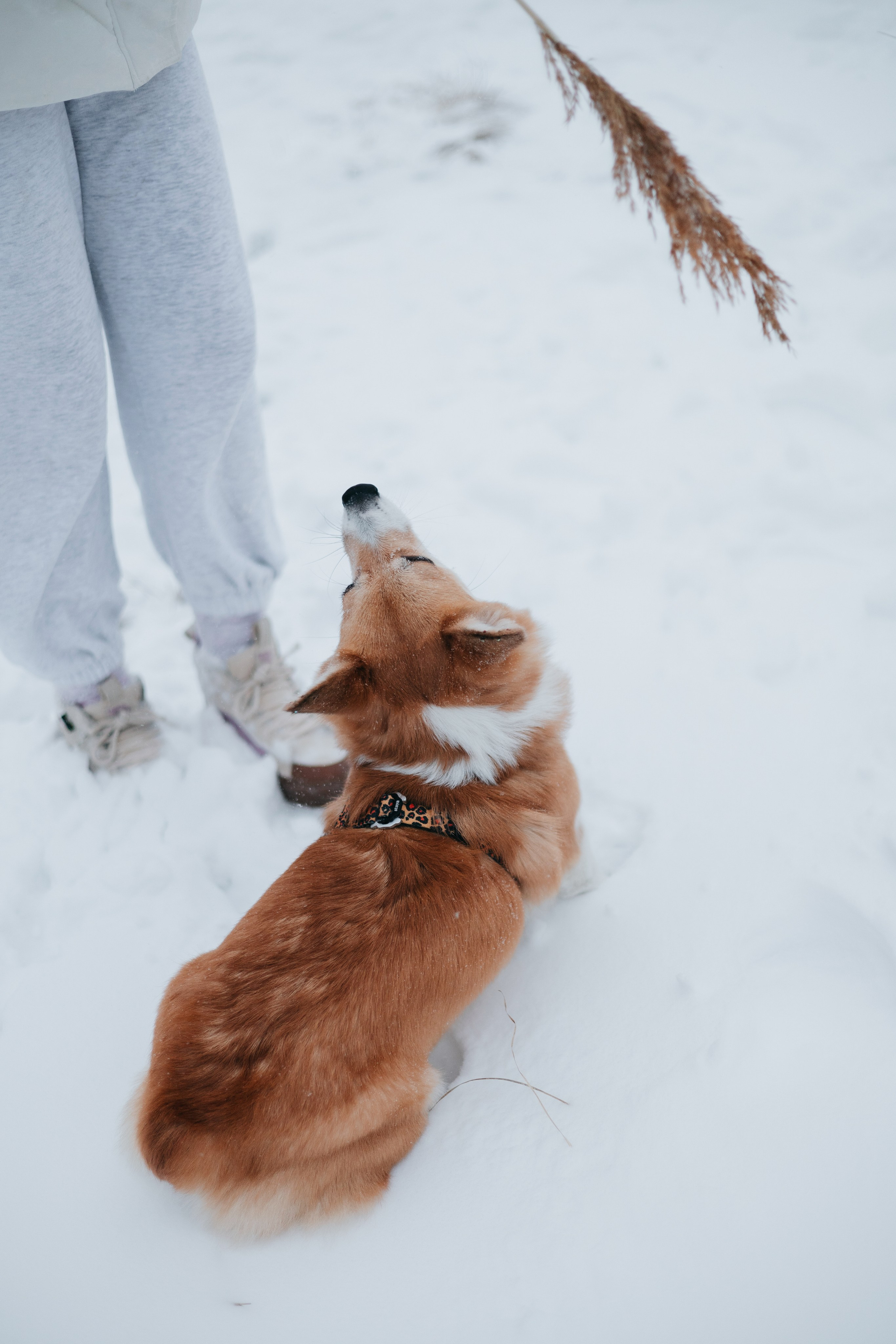 Лена, Лиза и Мия. Фотограф — анималист Владивосток, Алина