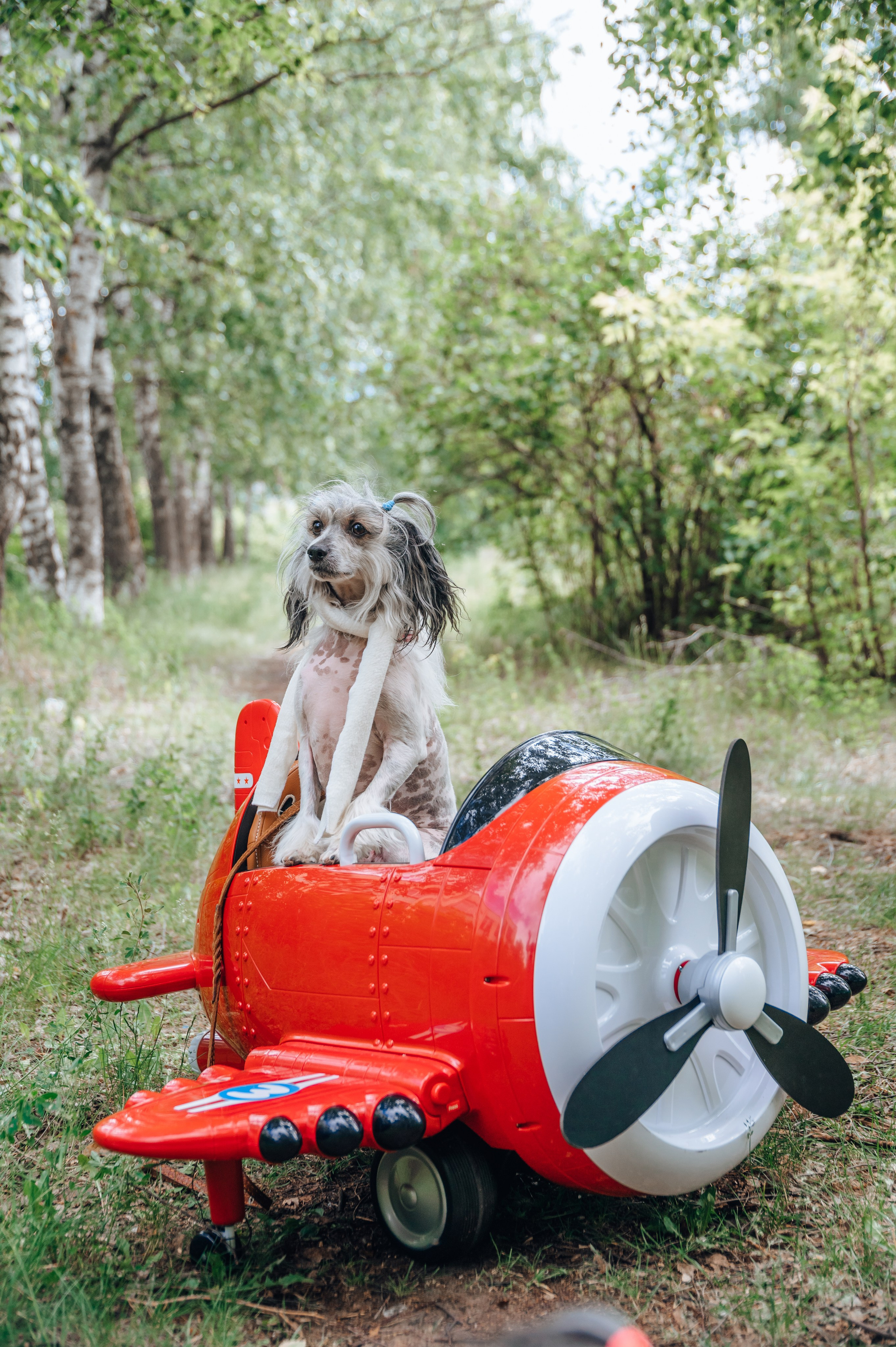 электросамолет. подойдет от 1 года до 6 лет. Аренда 1000р