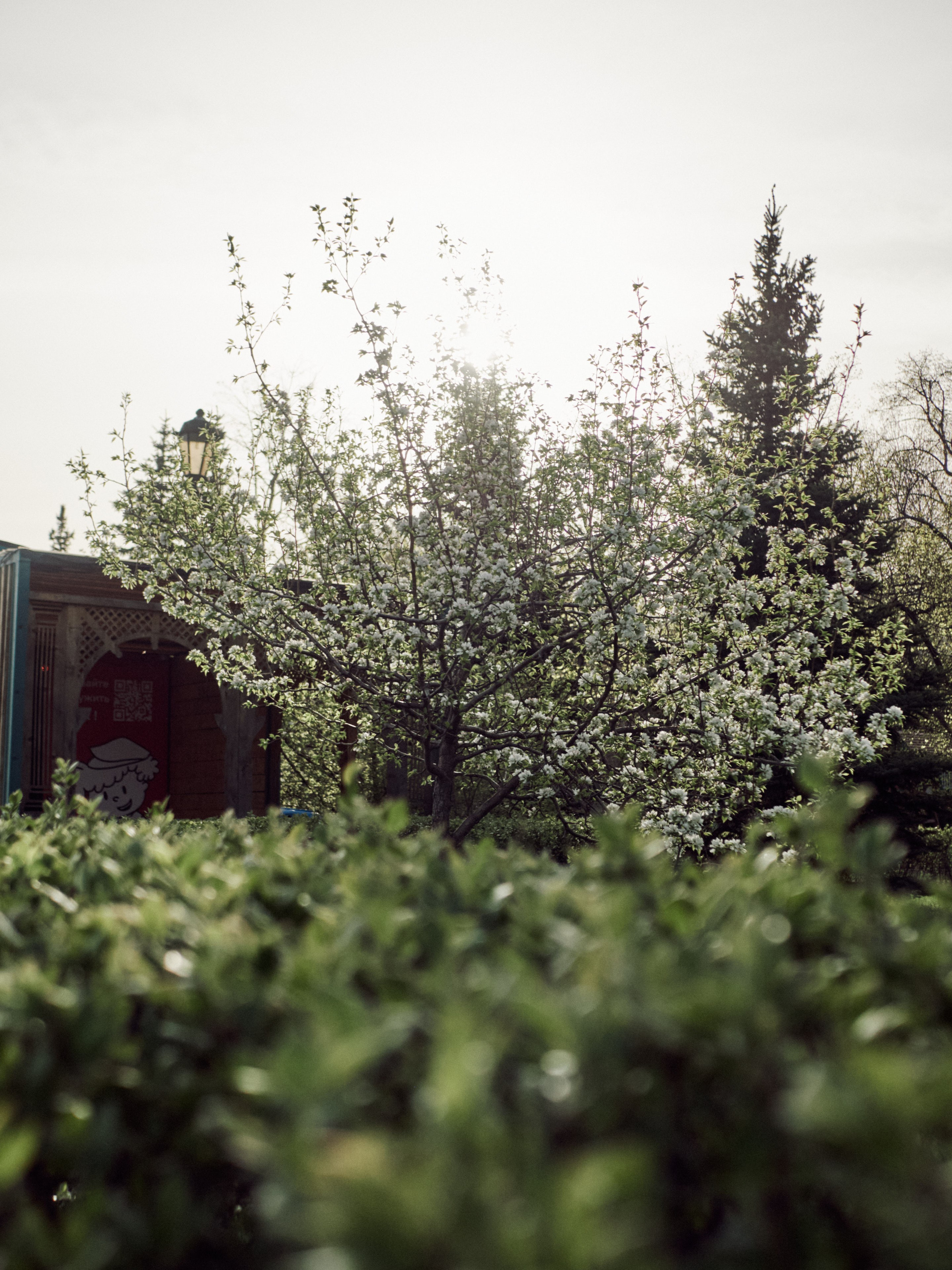 Цветущее дерево на набережной Самары