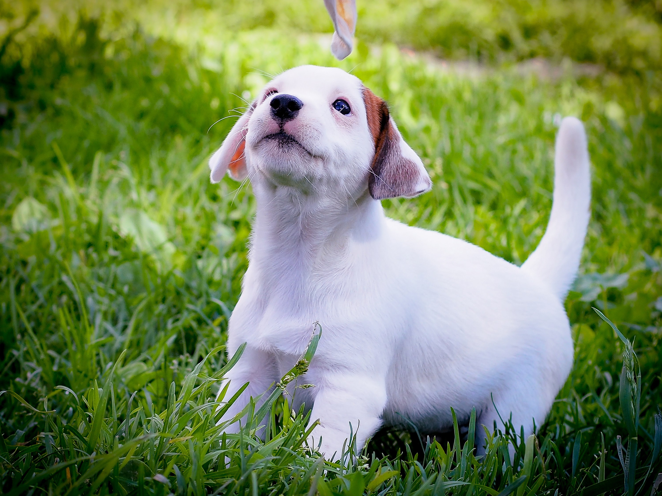ЭСКИМО_MALE. CANE MAESTRO — kennel Jack Russell Terrier