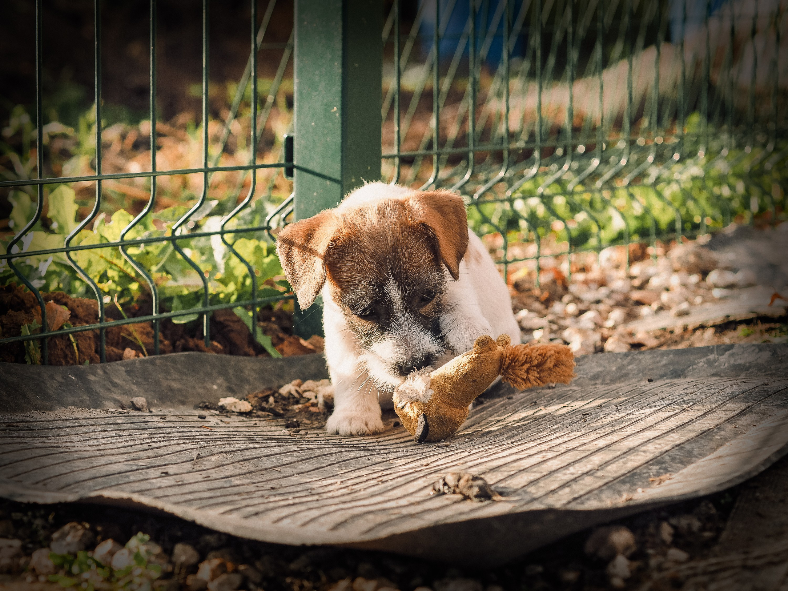 X_female_2_b-t. CANE MAESTRO — kennel Jack Russell Terrier