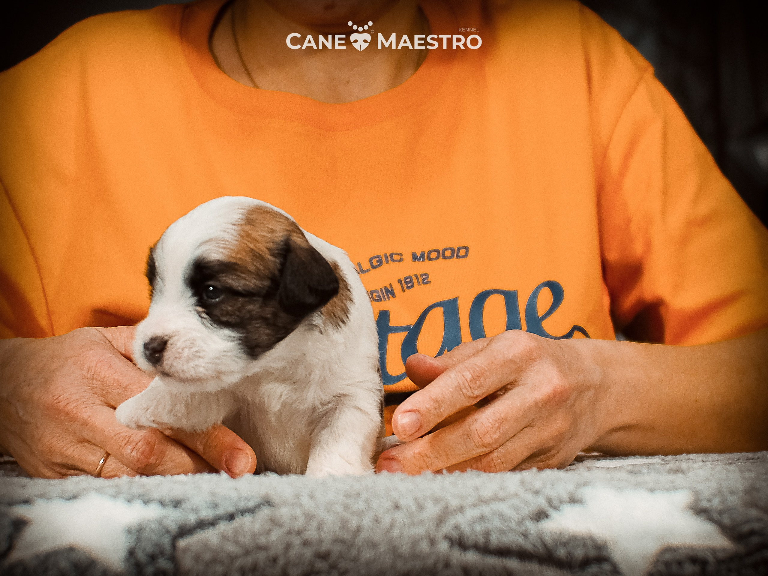 КОБ_ЛИСА_05_01_26. CANE MAESTRO — kennel Jack Russell Terrier