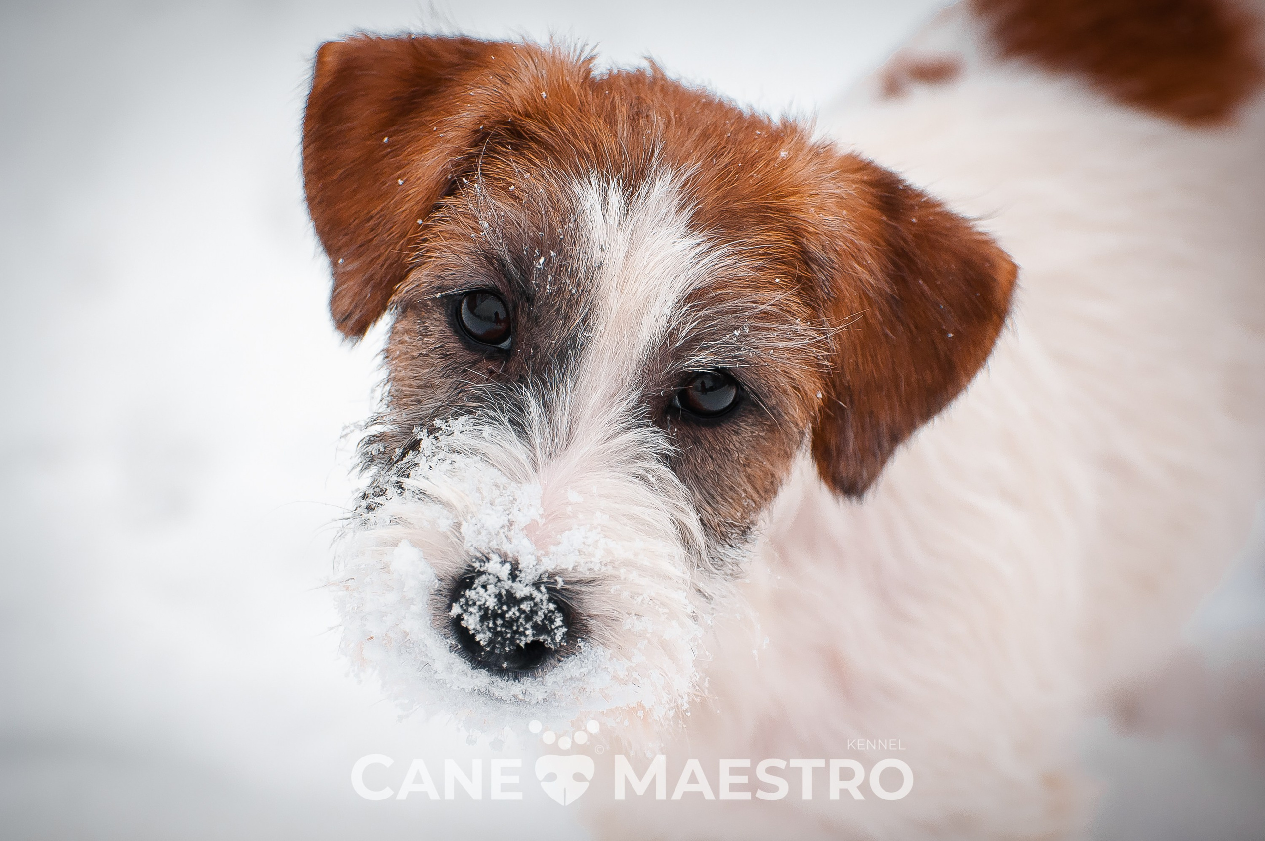 Щенок кобель ДРТ. КАНЕ МАЭСТРО — питомник Джек рассел терьеров