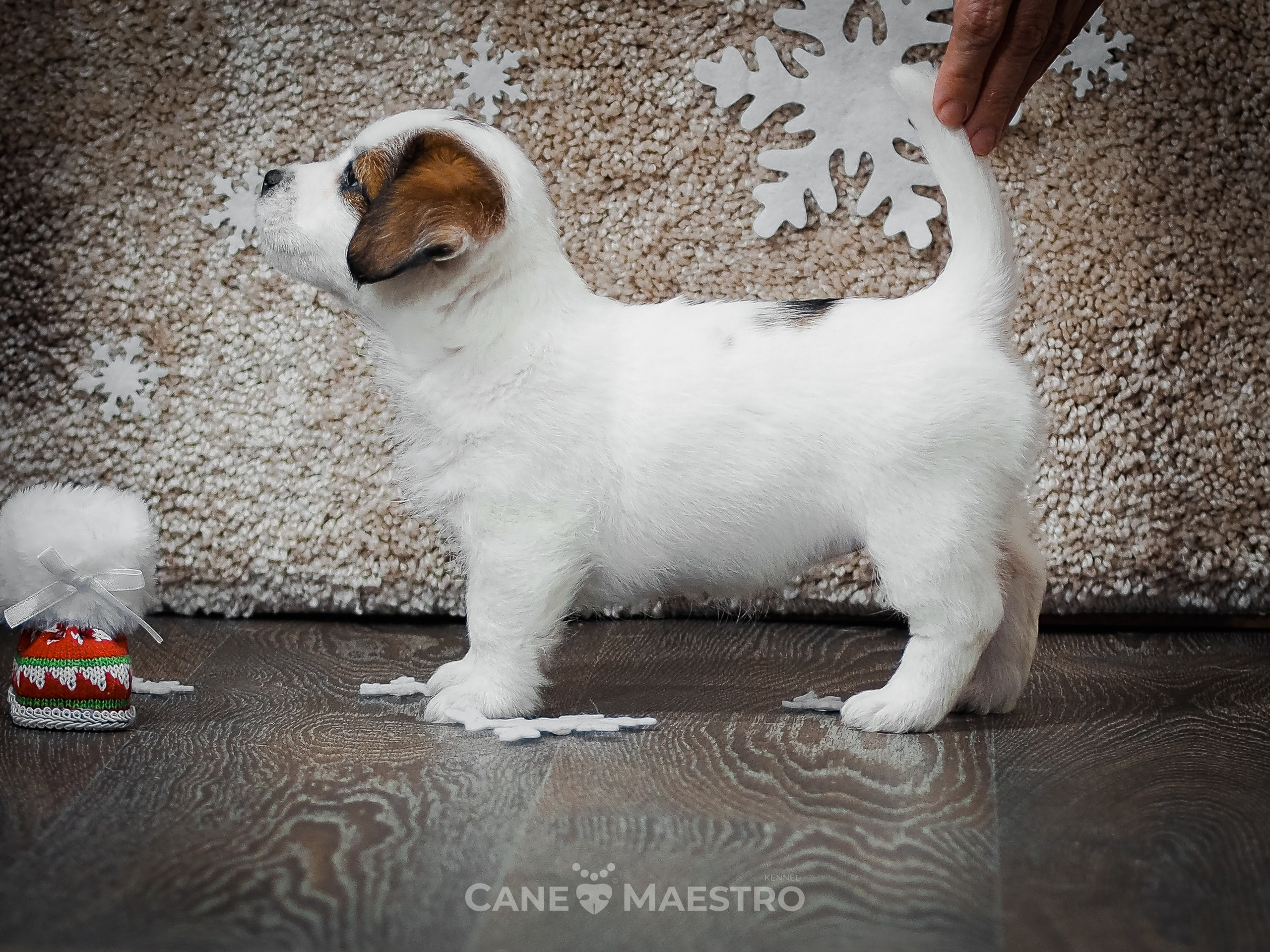 3_Девочка_СНЕЖНАЯ_Ц. CANE MAESTRO — kennel Jack Russell Terrier