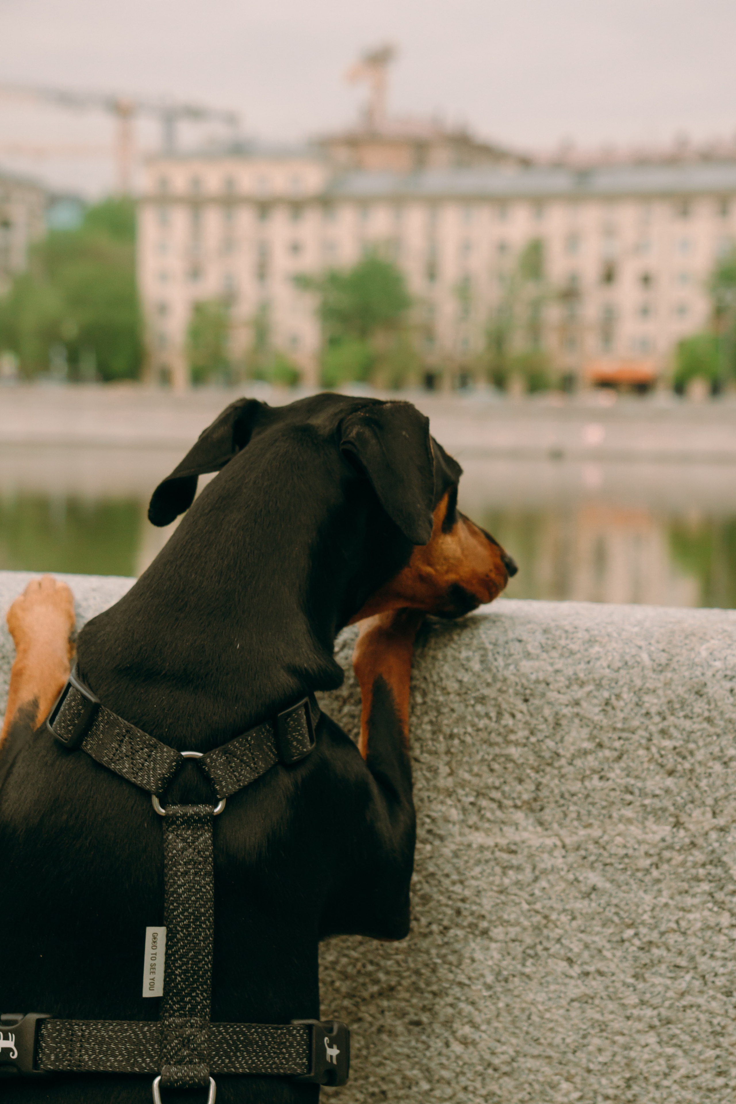 Кира, Максим и Аскара. Фотограф-анималист Ксения Воробьева, Москва