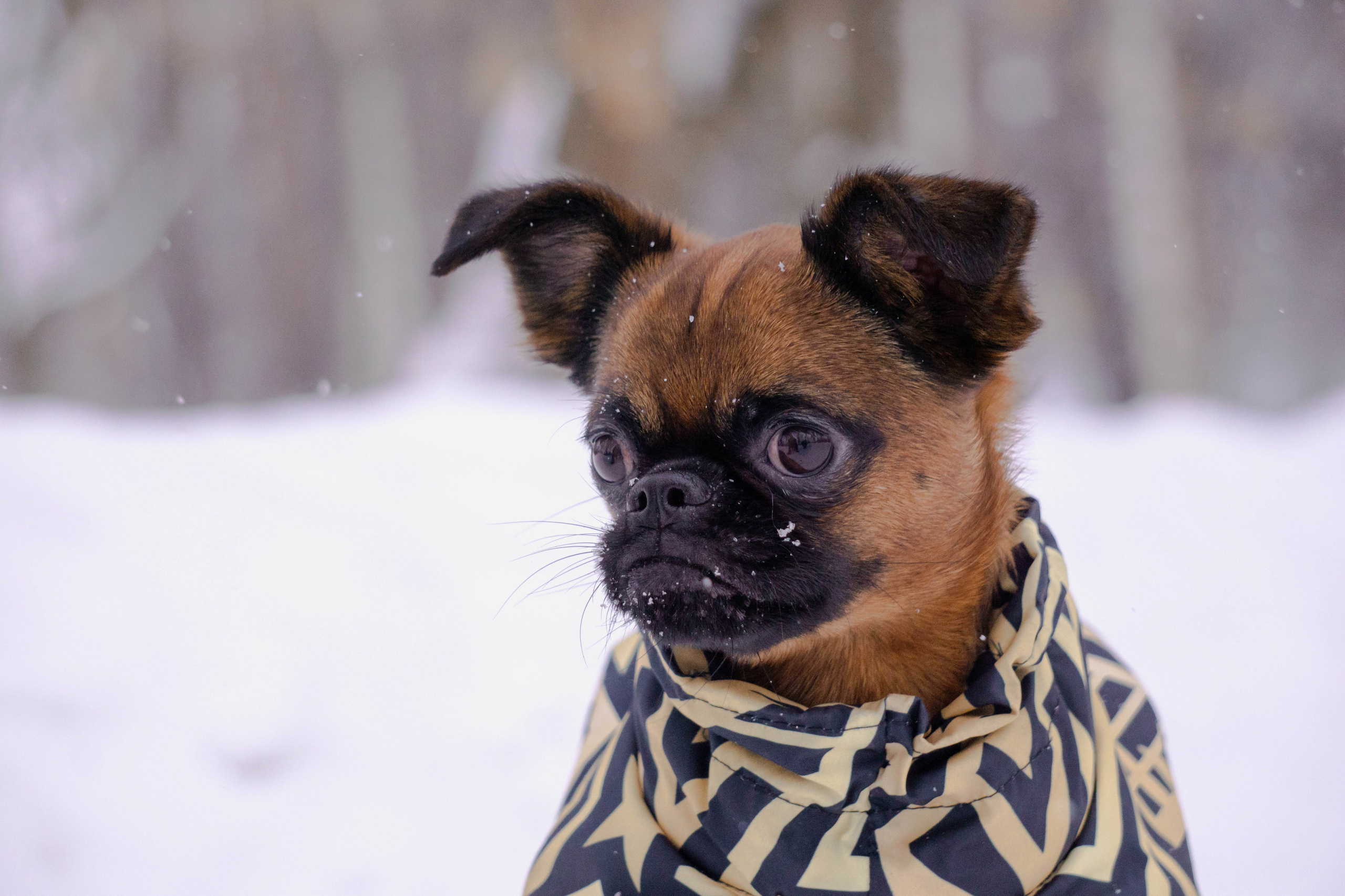 Надя и Ефим. Фотограф-анималист Ксения Воробьева, Москва