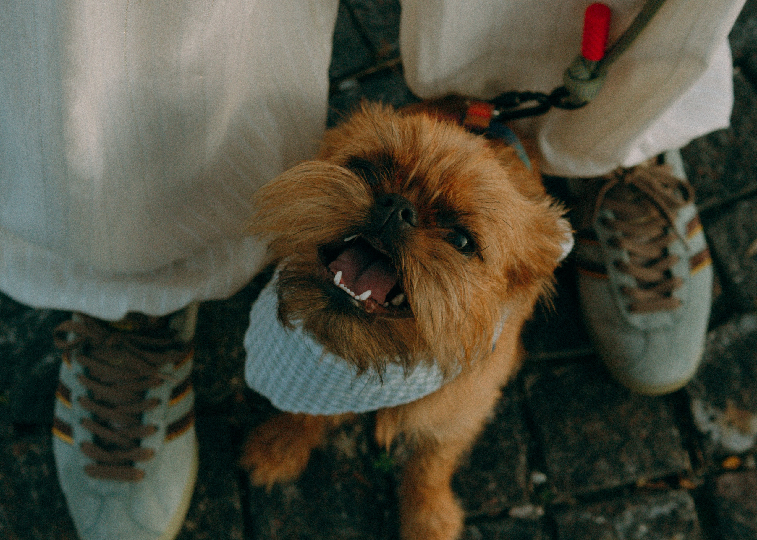 Лена и Альфи. Фотограф-анималист Ксения Воробьева, Москва