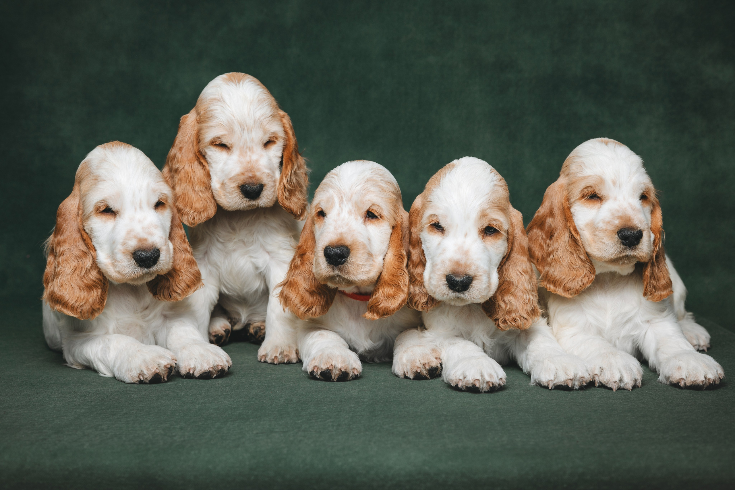 Английские коккер-спаниели. Фотограф анималист Осипчикова Мария