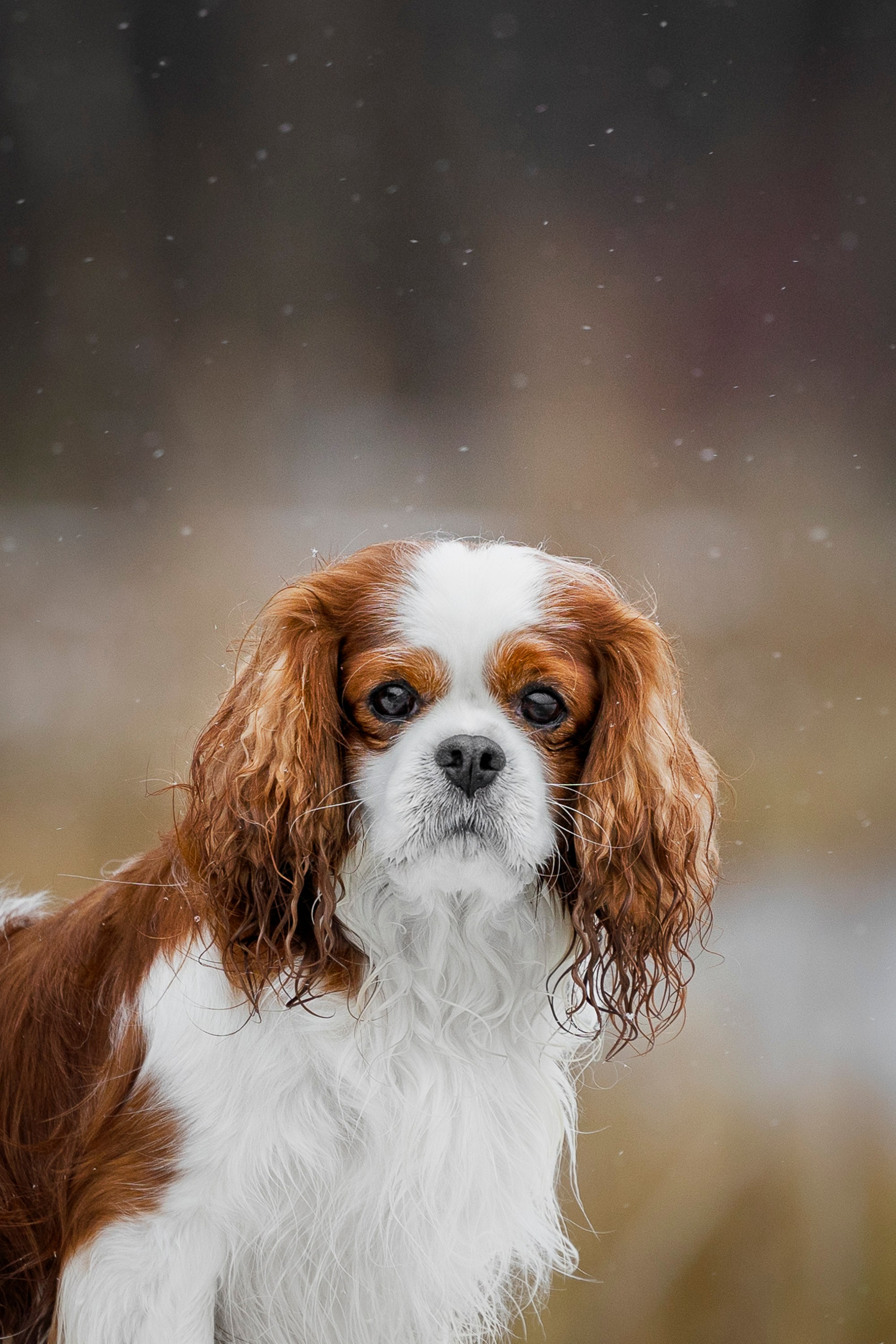 Кавалер Кинг Чарльз Спаниель и Людмила. Фотограф анималист, семейный фотограф, фотограф собак Комратова Мария. г. Москва