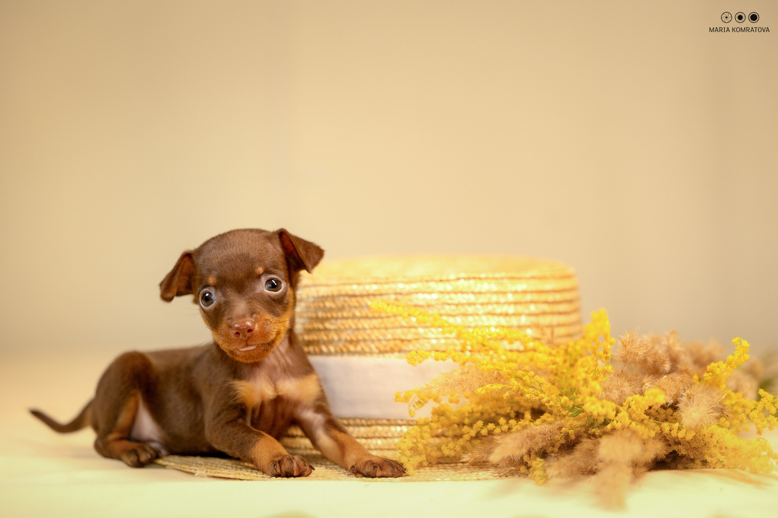 Пражские Крысарики. Фотограф анималист, семейный фотограф, фотограф собак Комратова Мария. г. Москва