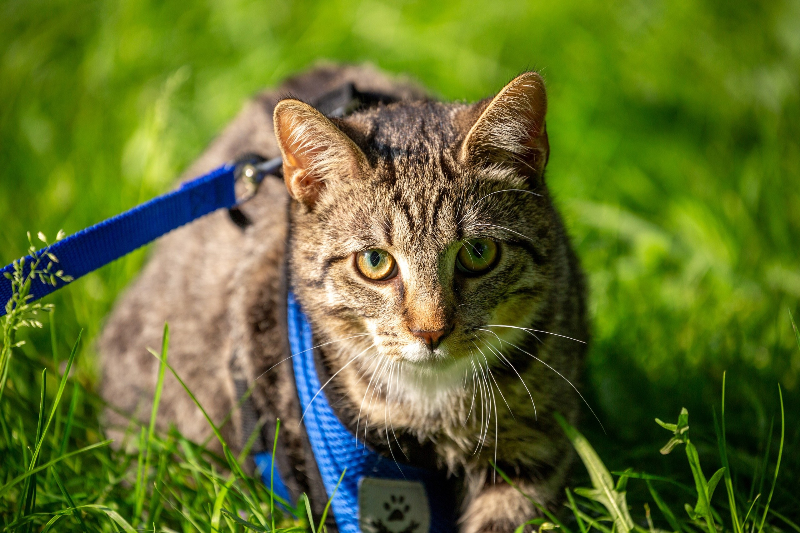 Кошки и котята в приютах. Irenephoto.ru