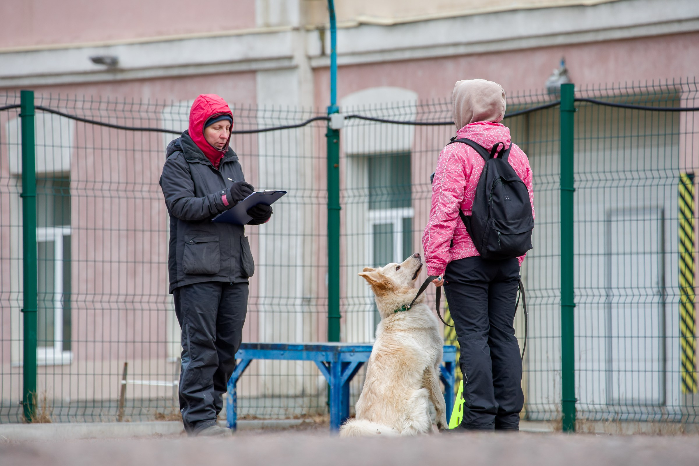 Соревнования «Пошагаем?» от школы дрессировки «Шаги». Irenephoto.ru