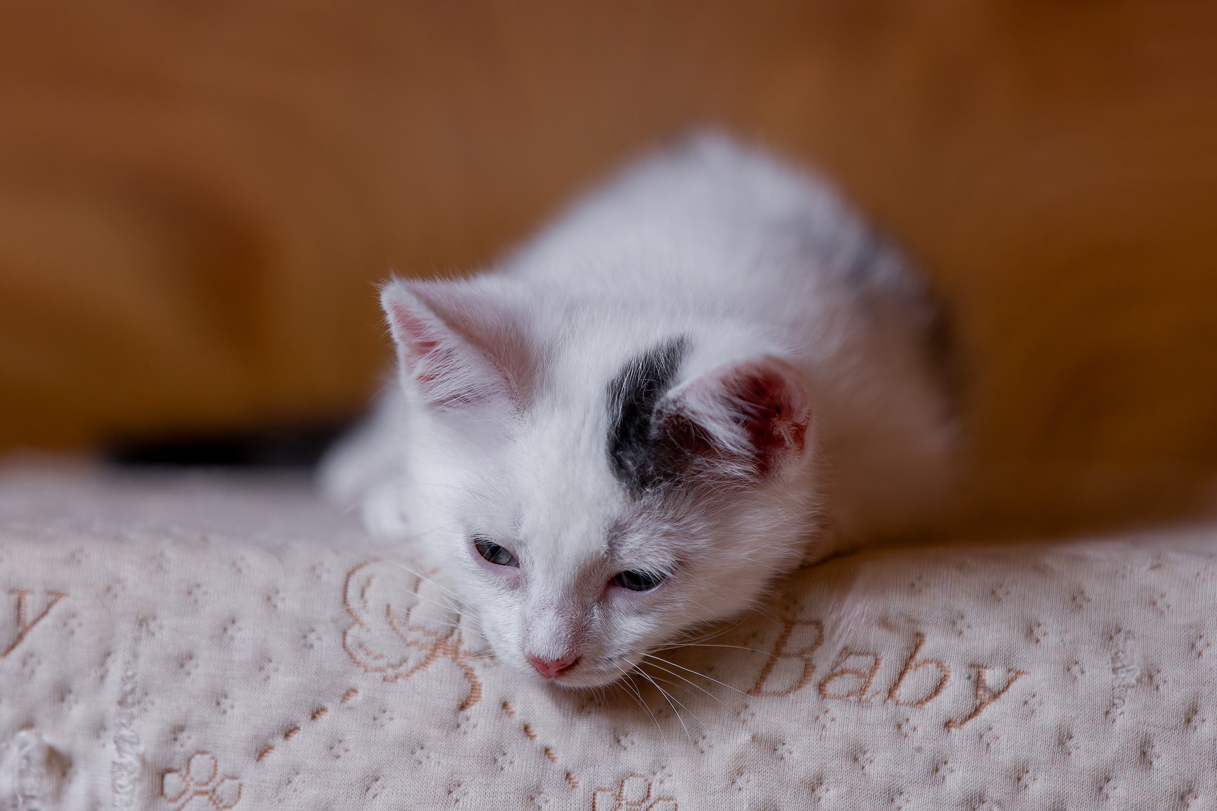 Котята. Irenephoto.ru