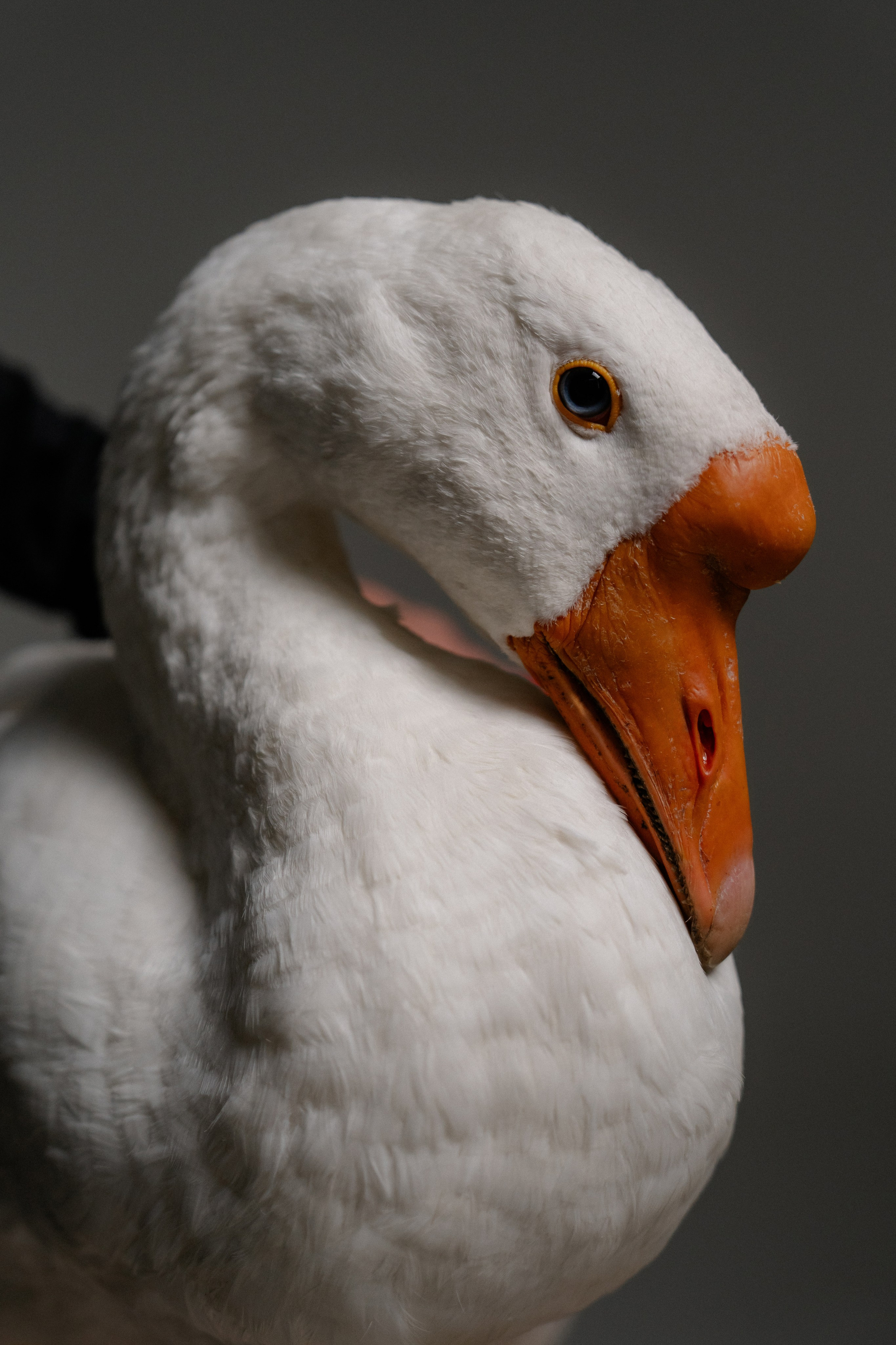 Юля и Гусь. Фотограф на мероприятие