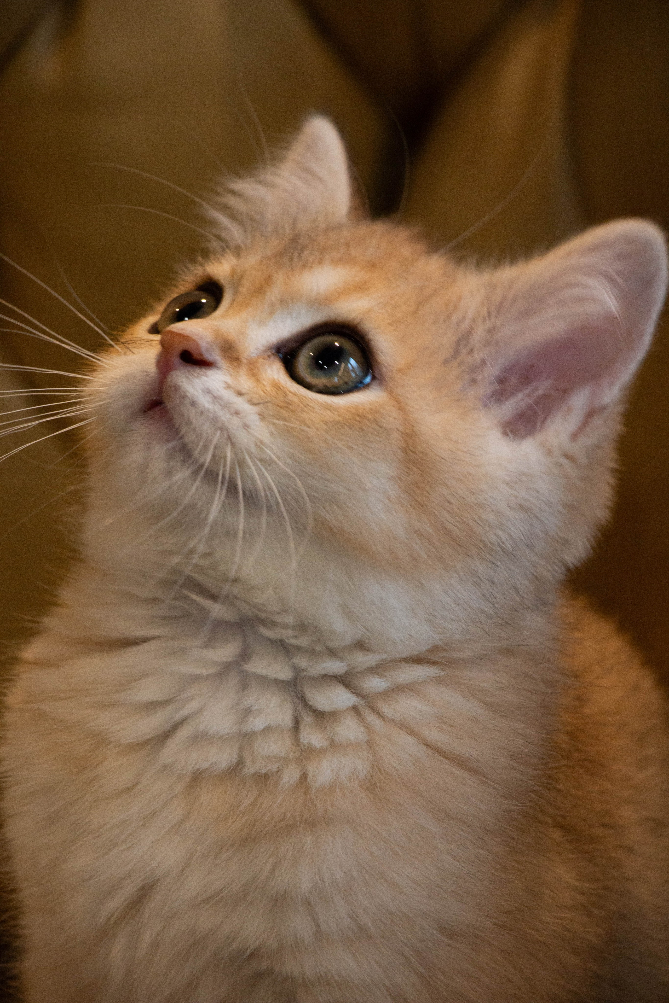 MILANA & RUFUS. Бережно сохраняю ваши чувства и истории на своих фотографиях