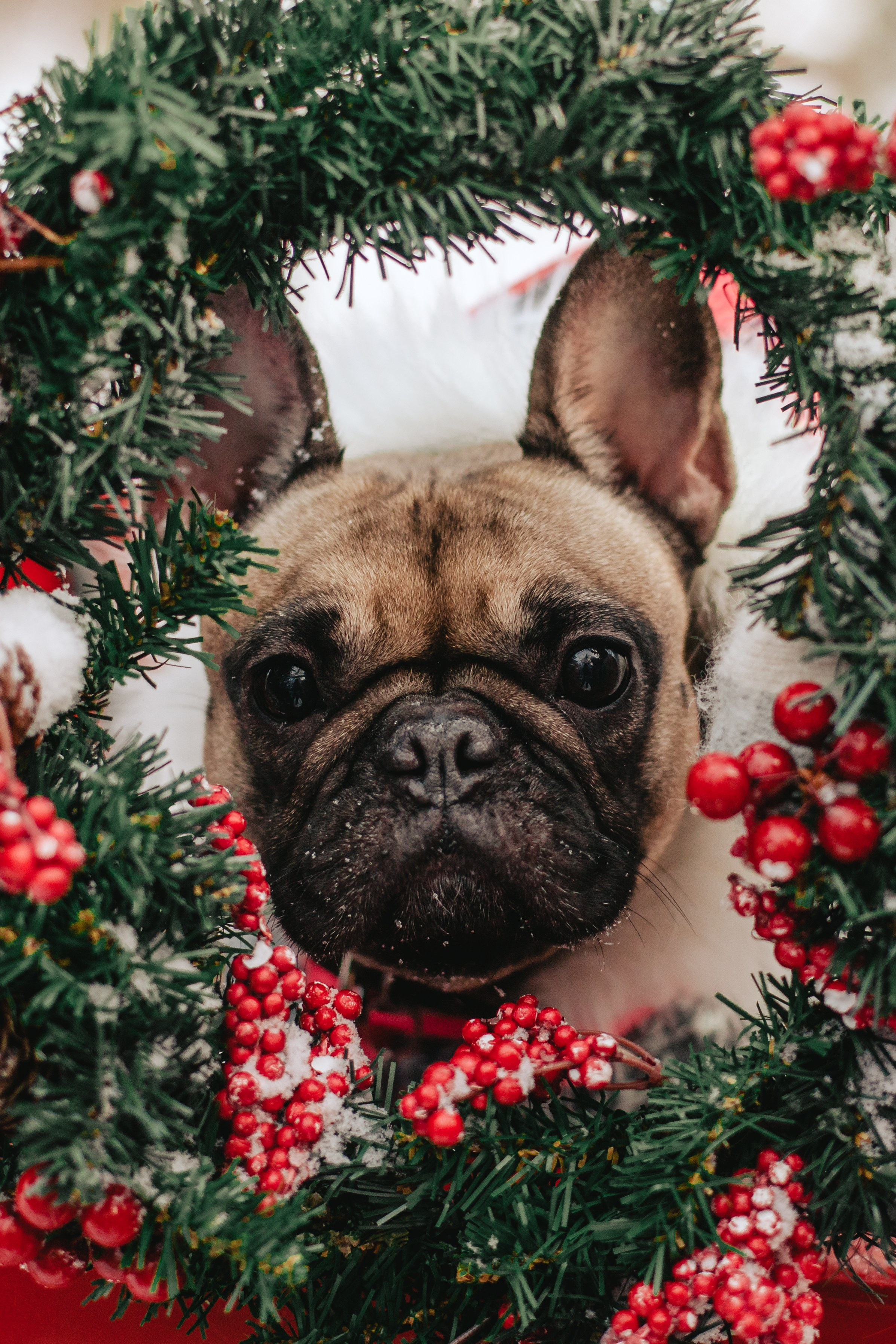 Зингер дача. Фотограф-анималист Татьяна Степанова