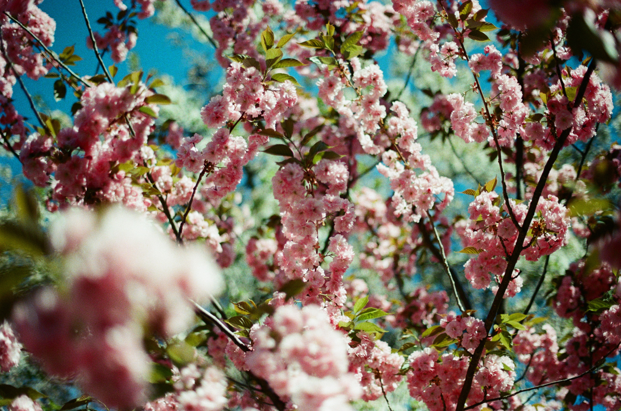 Follow you // ukraine, crimea V. EVER EXPOSED
