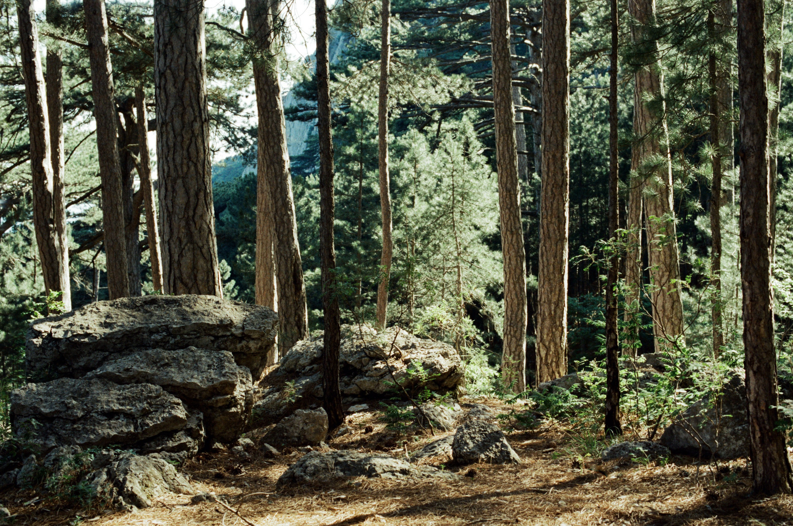Silver strings // ukraine, crimea VIII. EVER EXPOSED