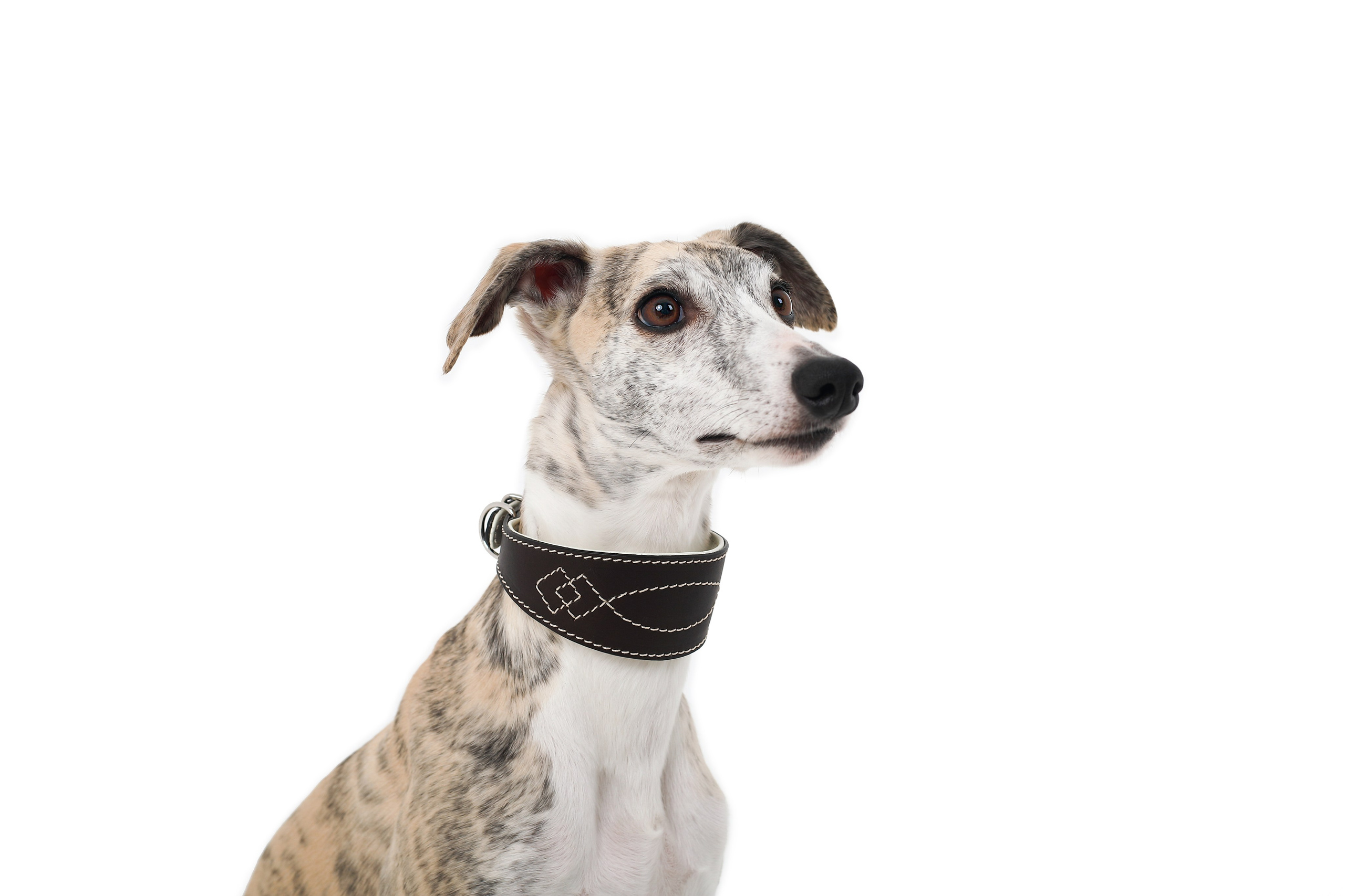 Для брендов. Фотограф- анималист Санкт-Петербург