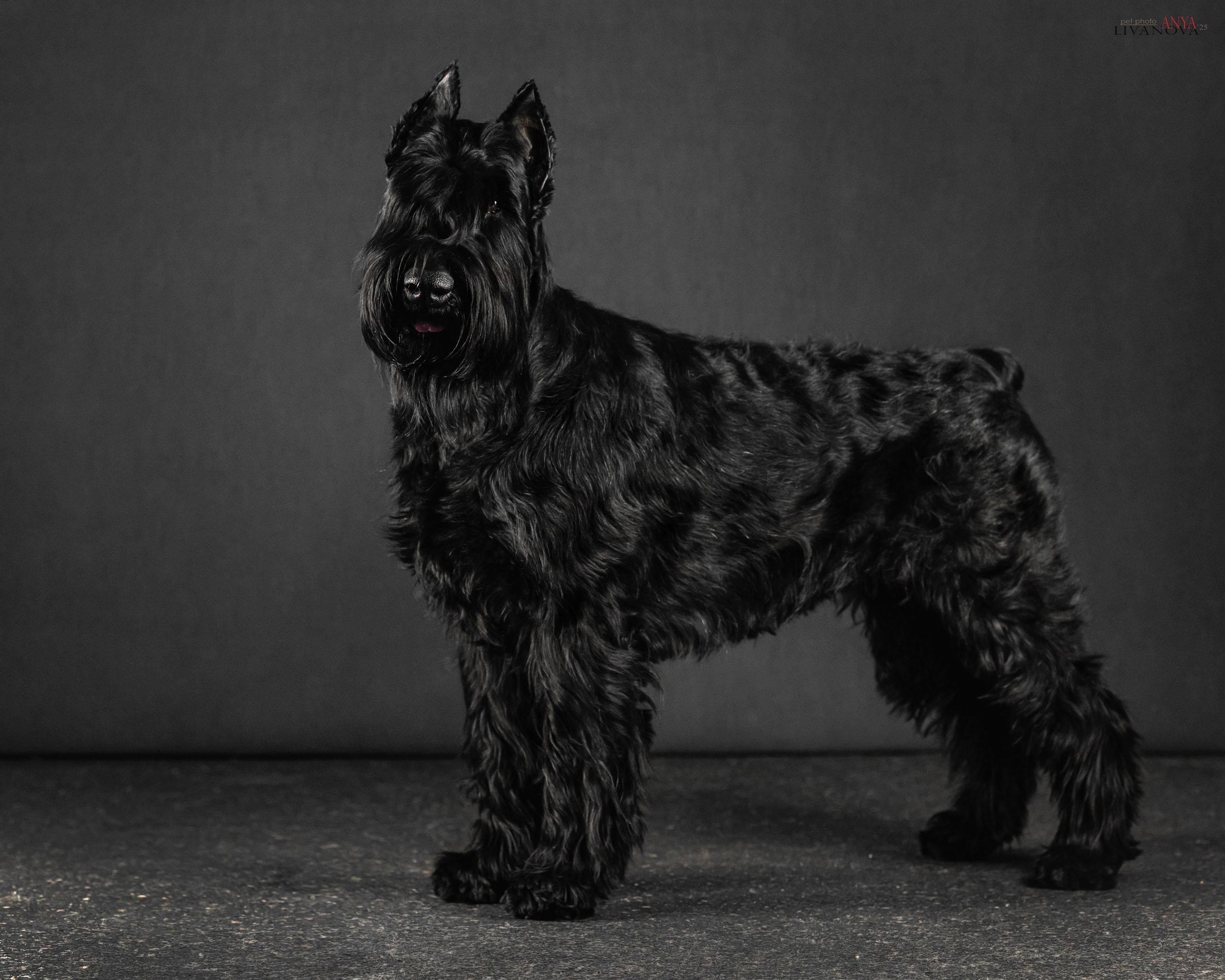 Берта. Фотограф анималист Аня Ливанова | Рыбинск