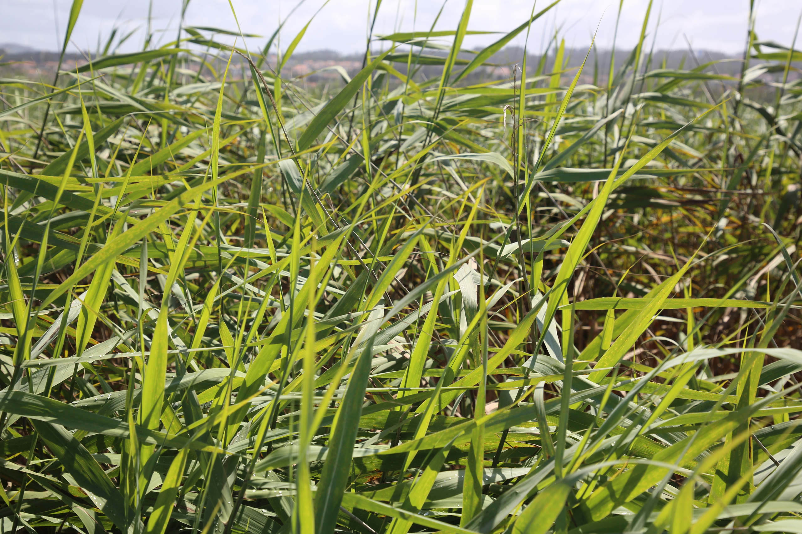 Esmoriz, Portugal. Andrey Filippov Photographer