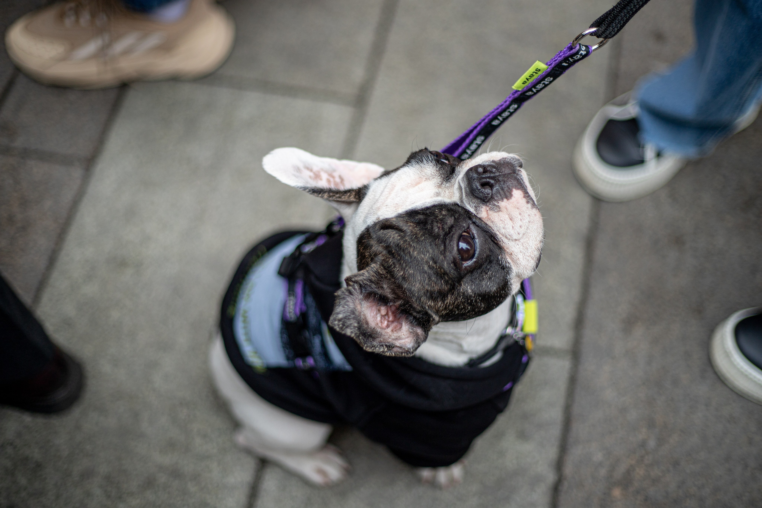 Домашние питомцы. Фотосессии с лошадьми в Москве и МО