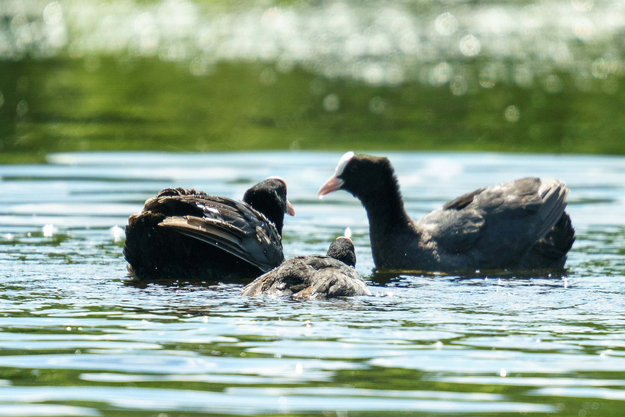 Удивительные мир птиц. Вокруг нас столько прекрасного — присмотритесь!. Ваш личный фотограф Марина Волкова