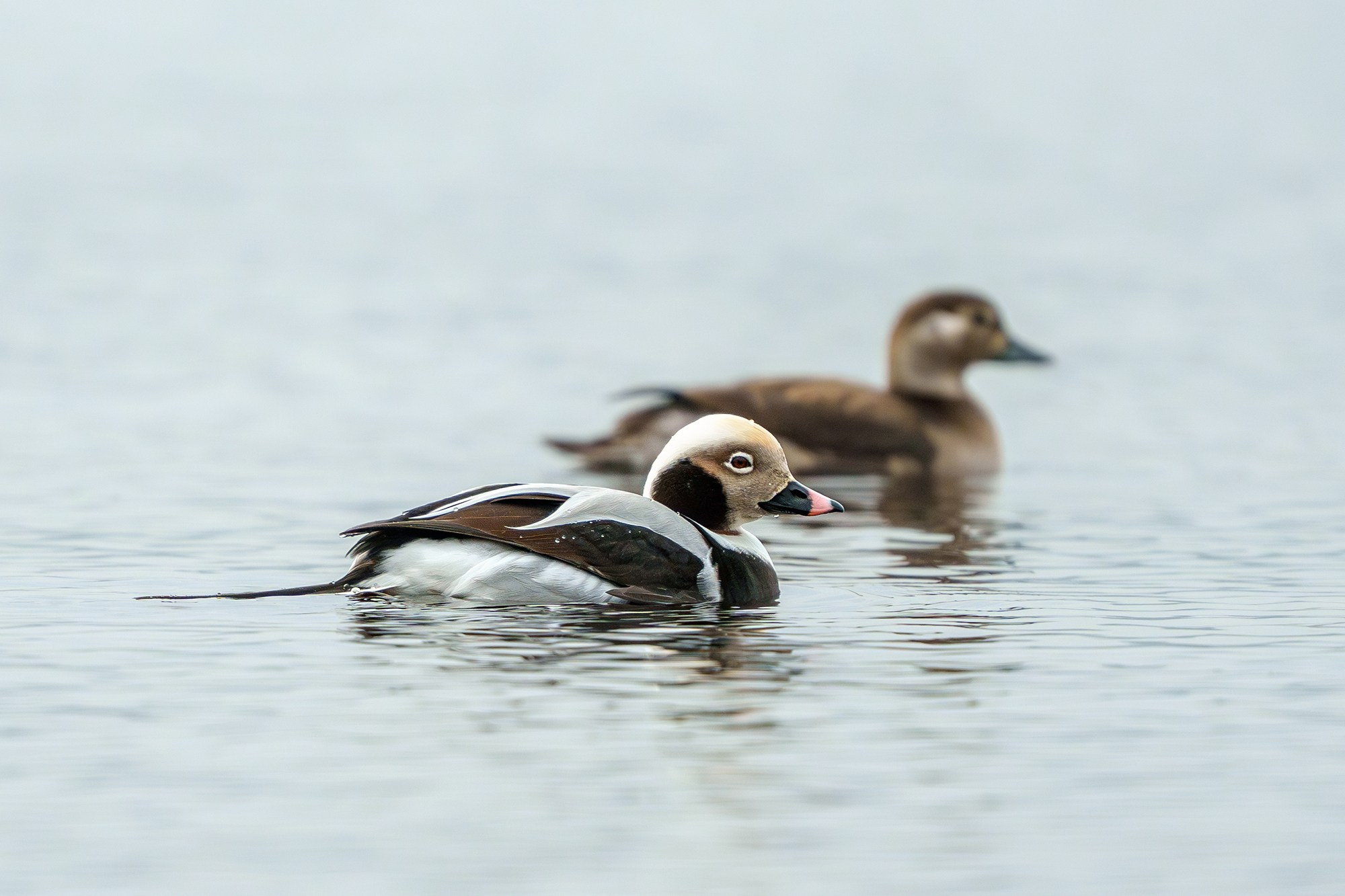 Удивительные мир птиц. Вокруг нас столько прекрасного — присмотритесь!. Ваш личный фотограф Марина Волкова