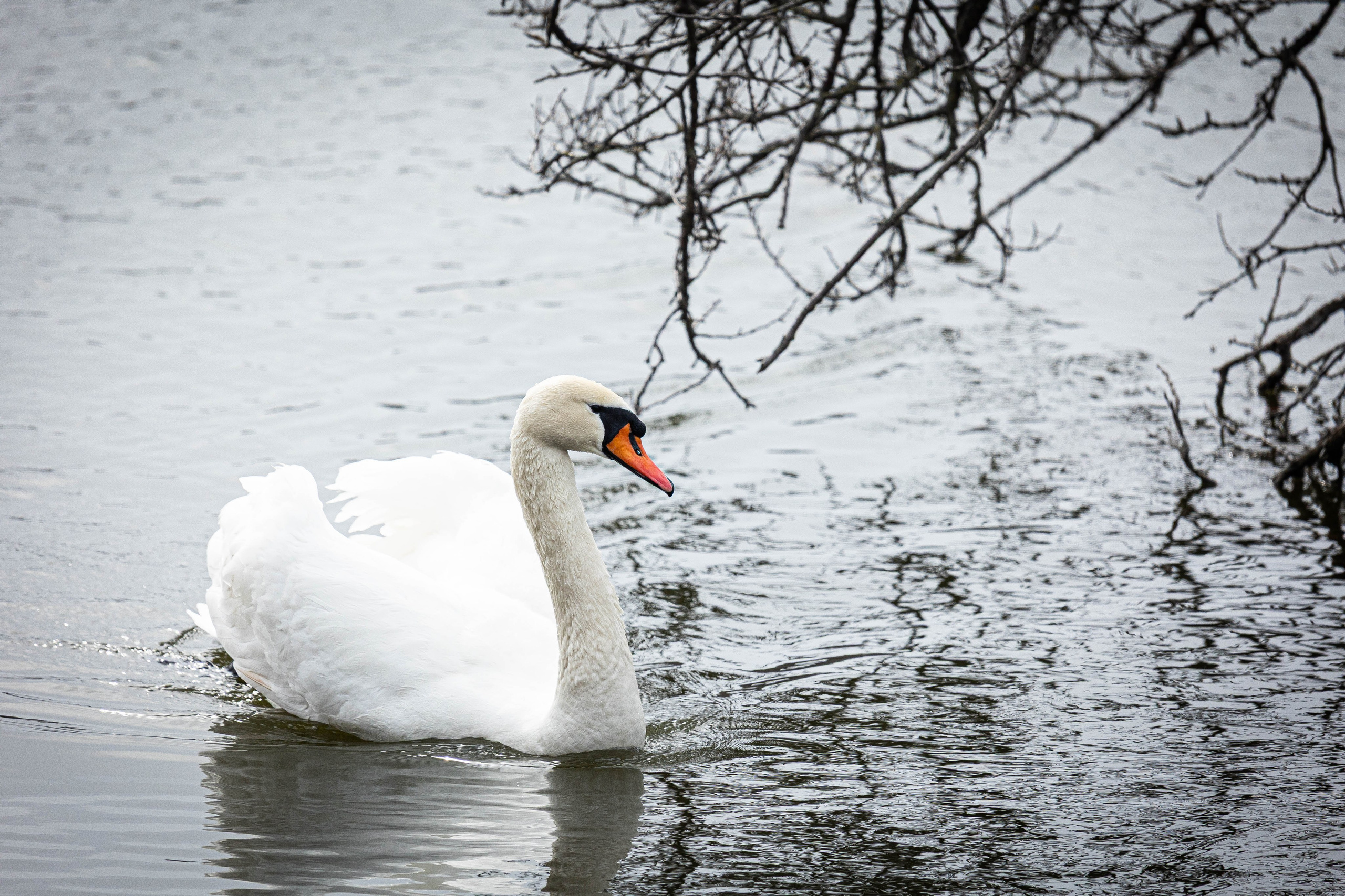 Парк Малинки 2026. Фотограф-АниМалист Анна Абрамова