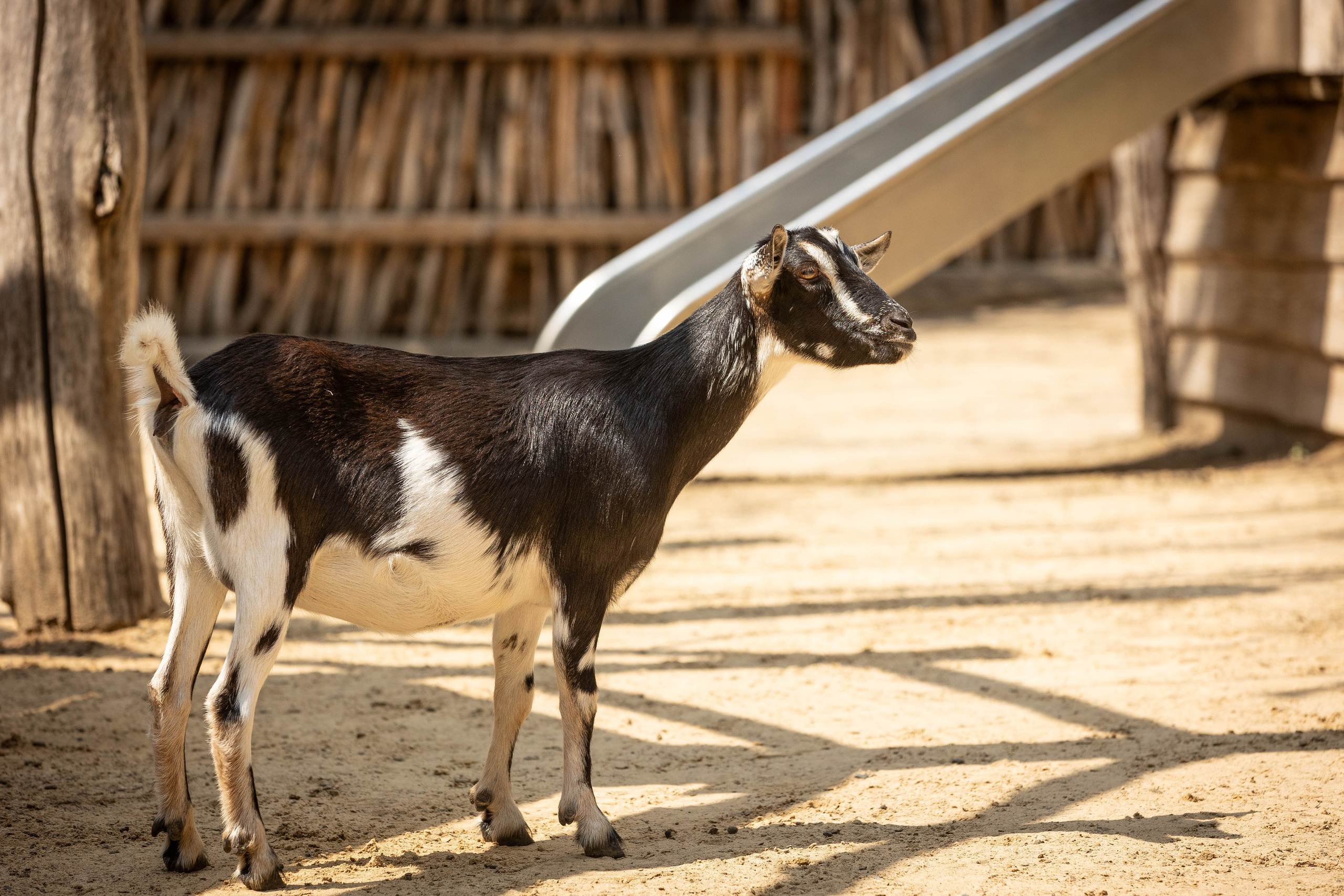 Зоопарк Малинки. Фотограф-АниМалист Анна Абрамова