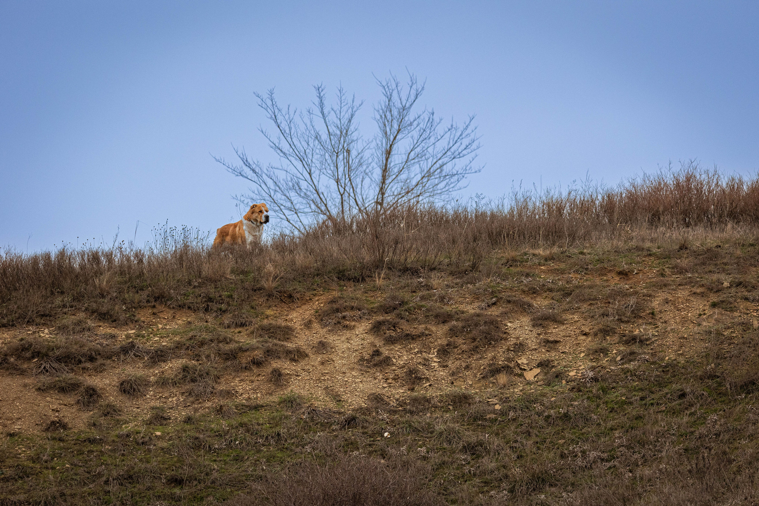 Пальма. Фотограф-АниМалист Анна Абрамова
