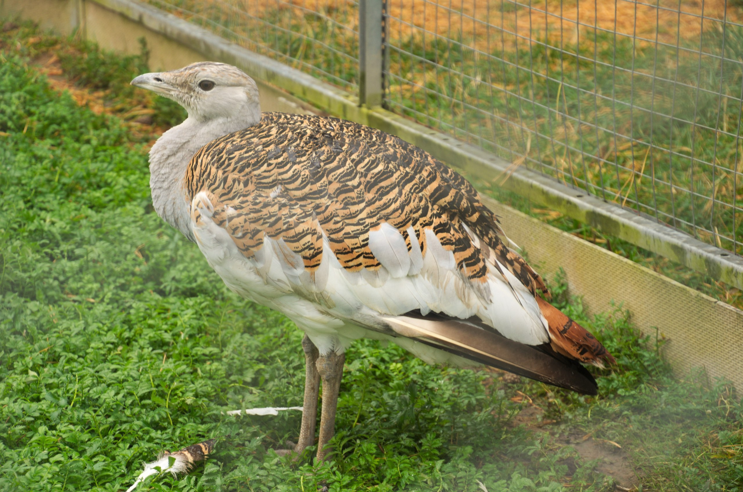 Боровск и парк птиц «Воробьи» | 17.09.2017. Галерея Фантим