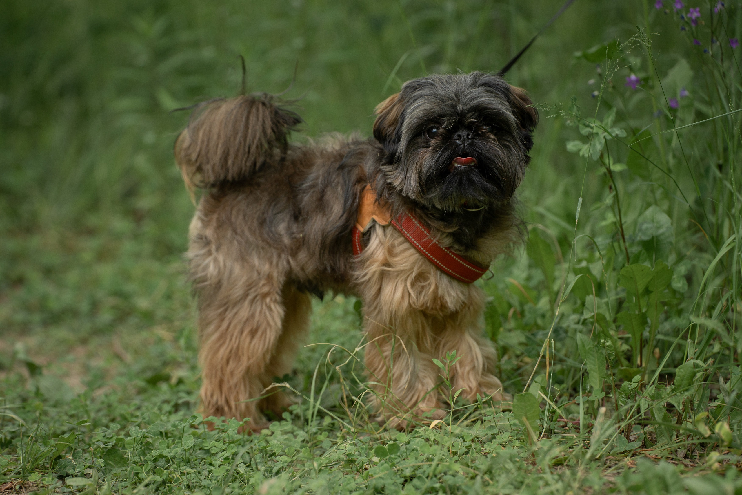 Анимализм. Портретный фотограф Олеся Владимирова в Москве