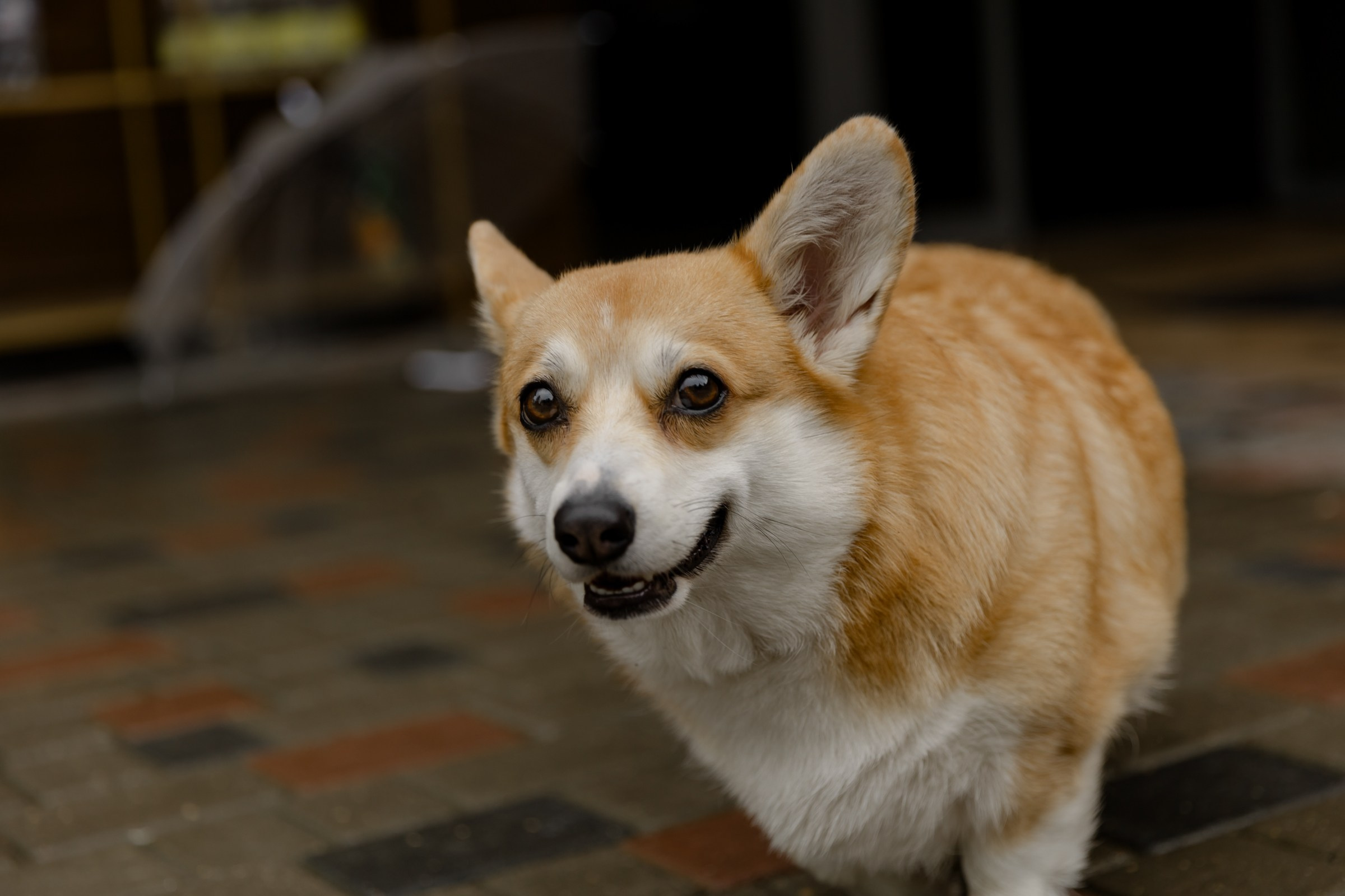 Свадьба пес и котики. Dima Lemeshevsky