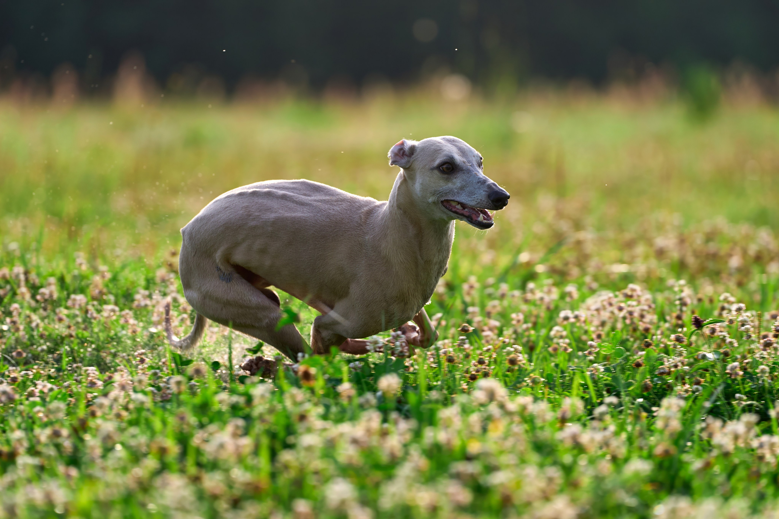 Тренировка по курсингу в Донино. Фотограф-анималист Михаил Манухин