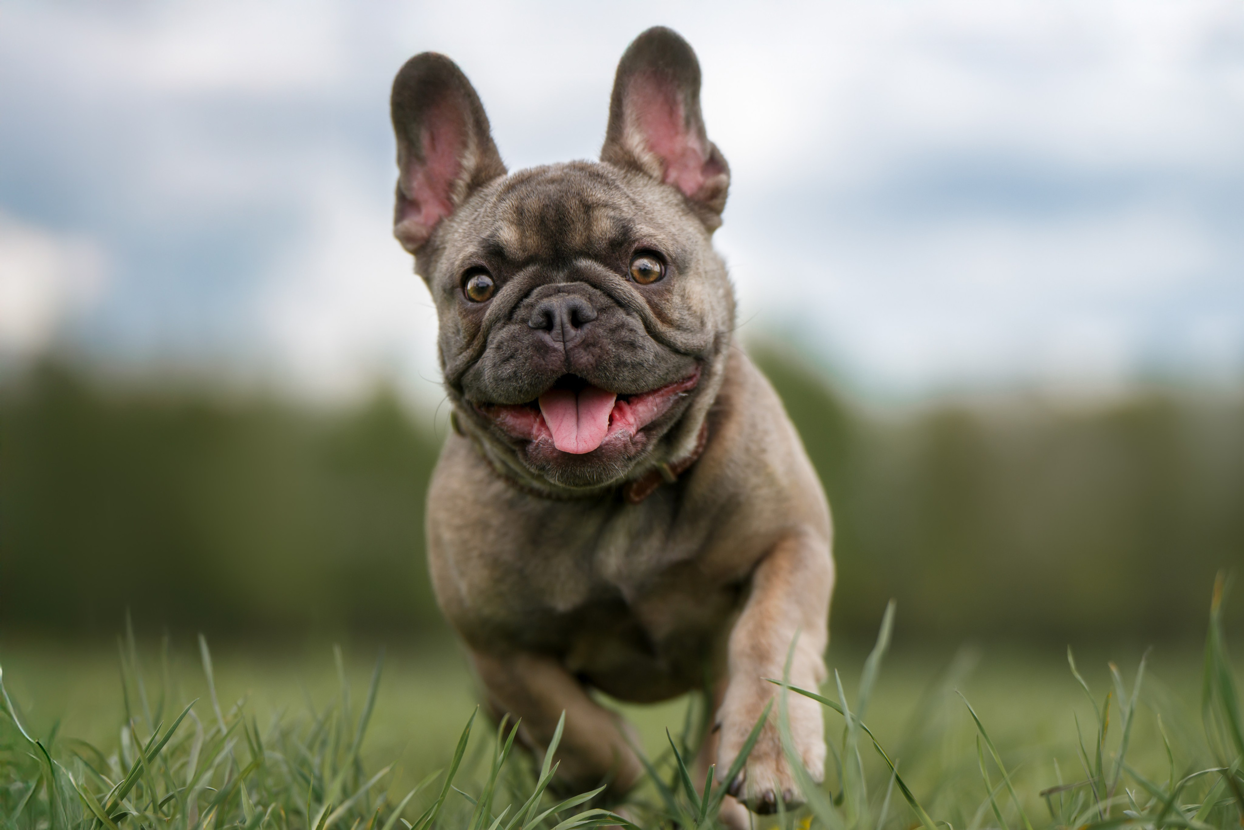 Щенок Французского бульдога. Фотограф Анималист в Москве Анастасия Жучкова