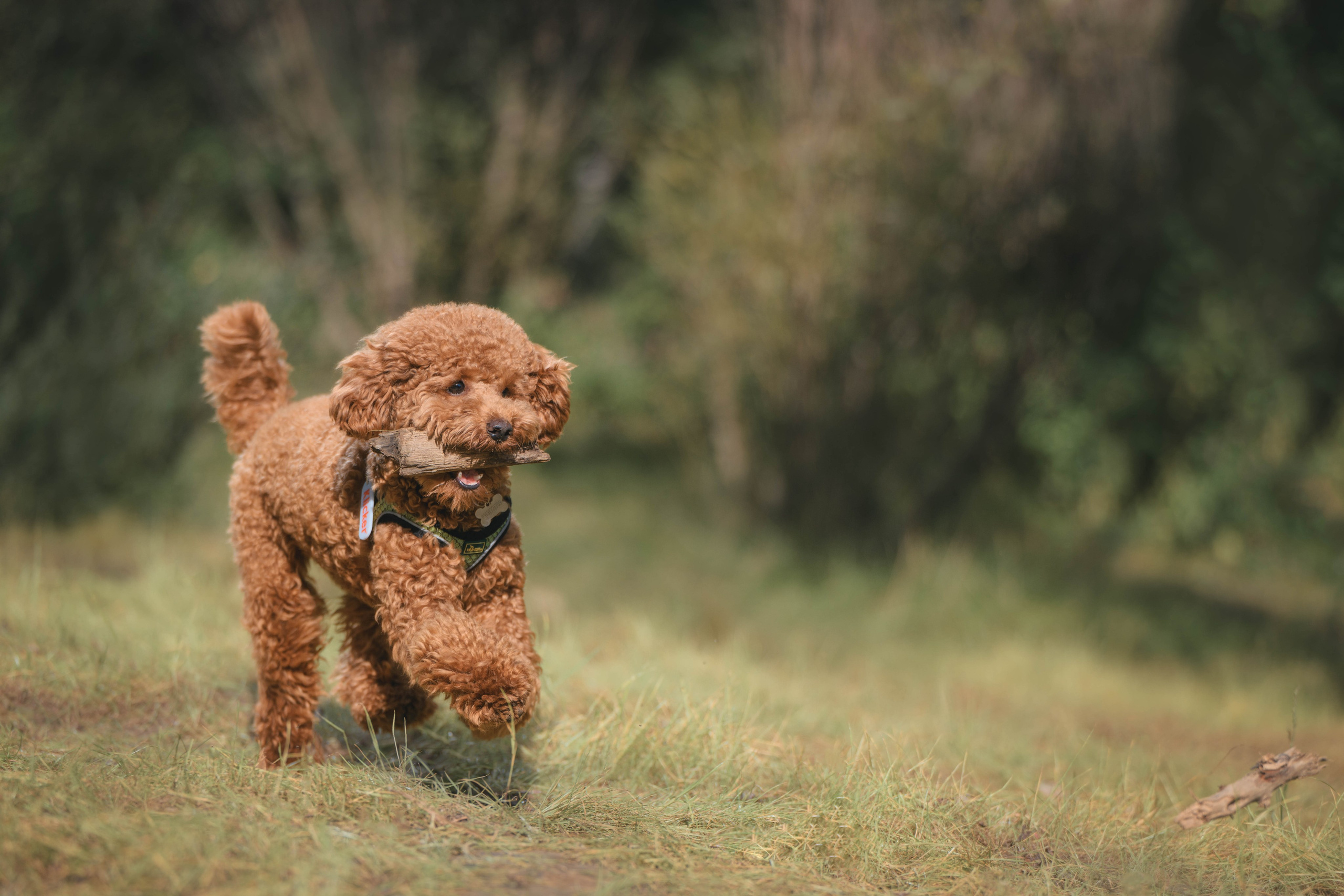 Пудель. Фотограф Анималист в Москве Анастасия Жучкова