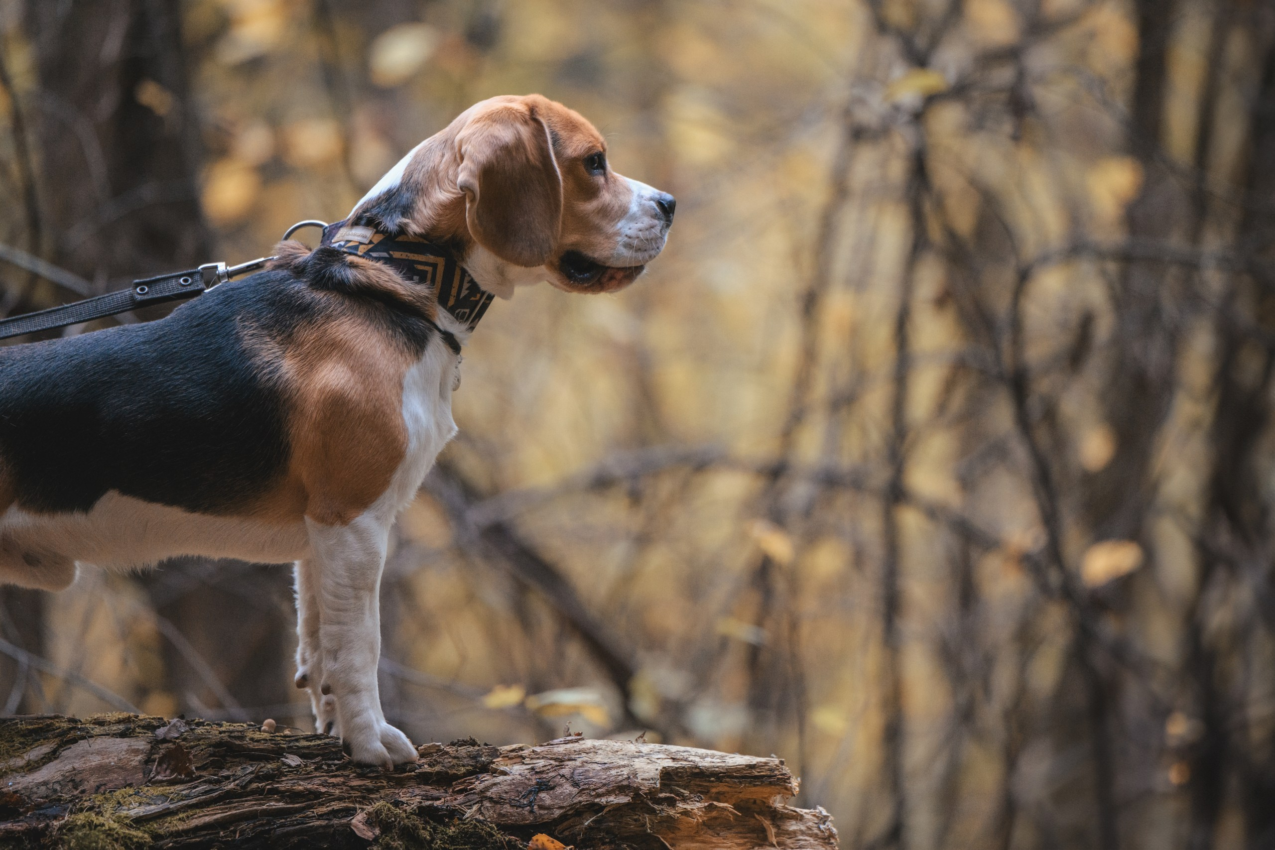 Наталья и Бока. Фотограф Анималист в Москве Анастасия Жучкова
