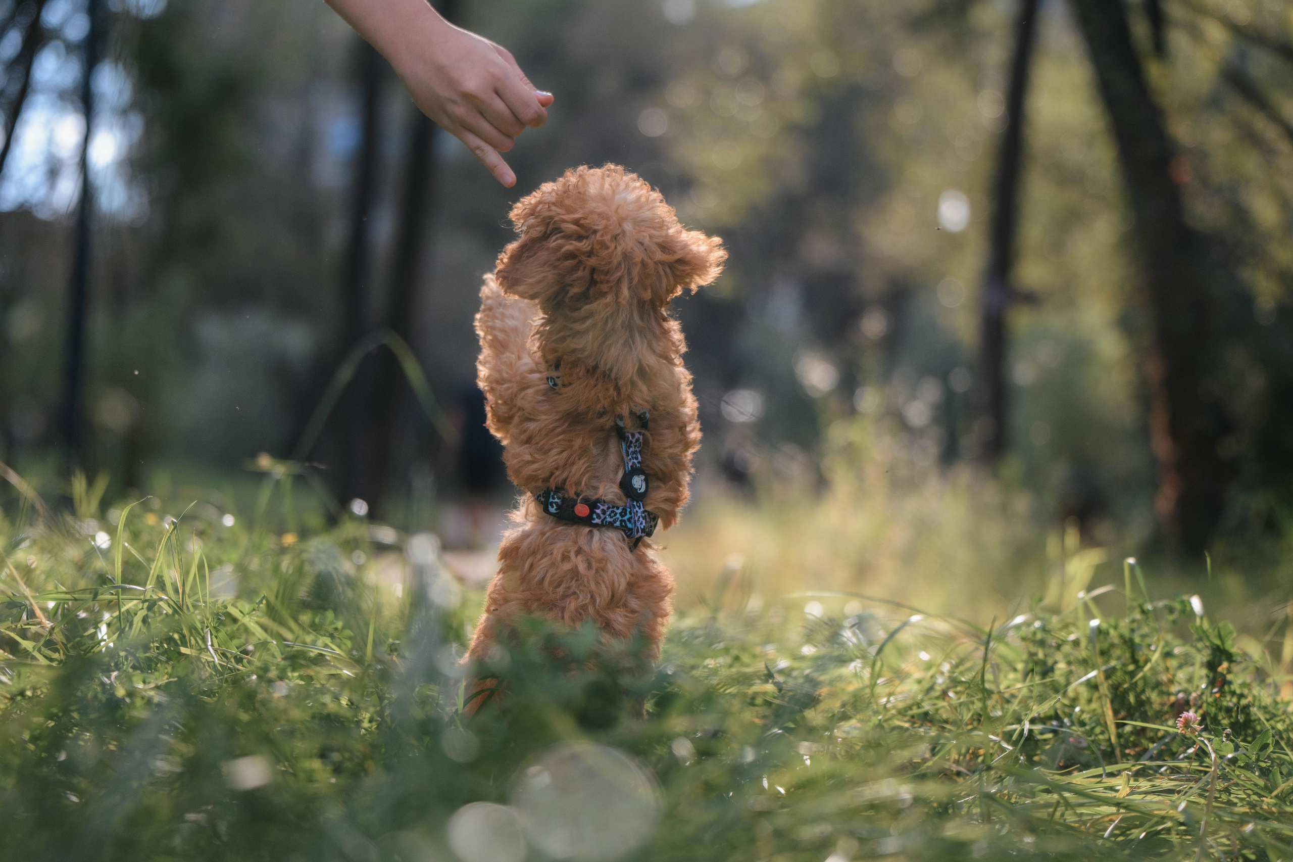 Щенок той-пуделя. Фотограф Анималист в Москве Анастасия Жучкова